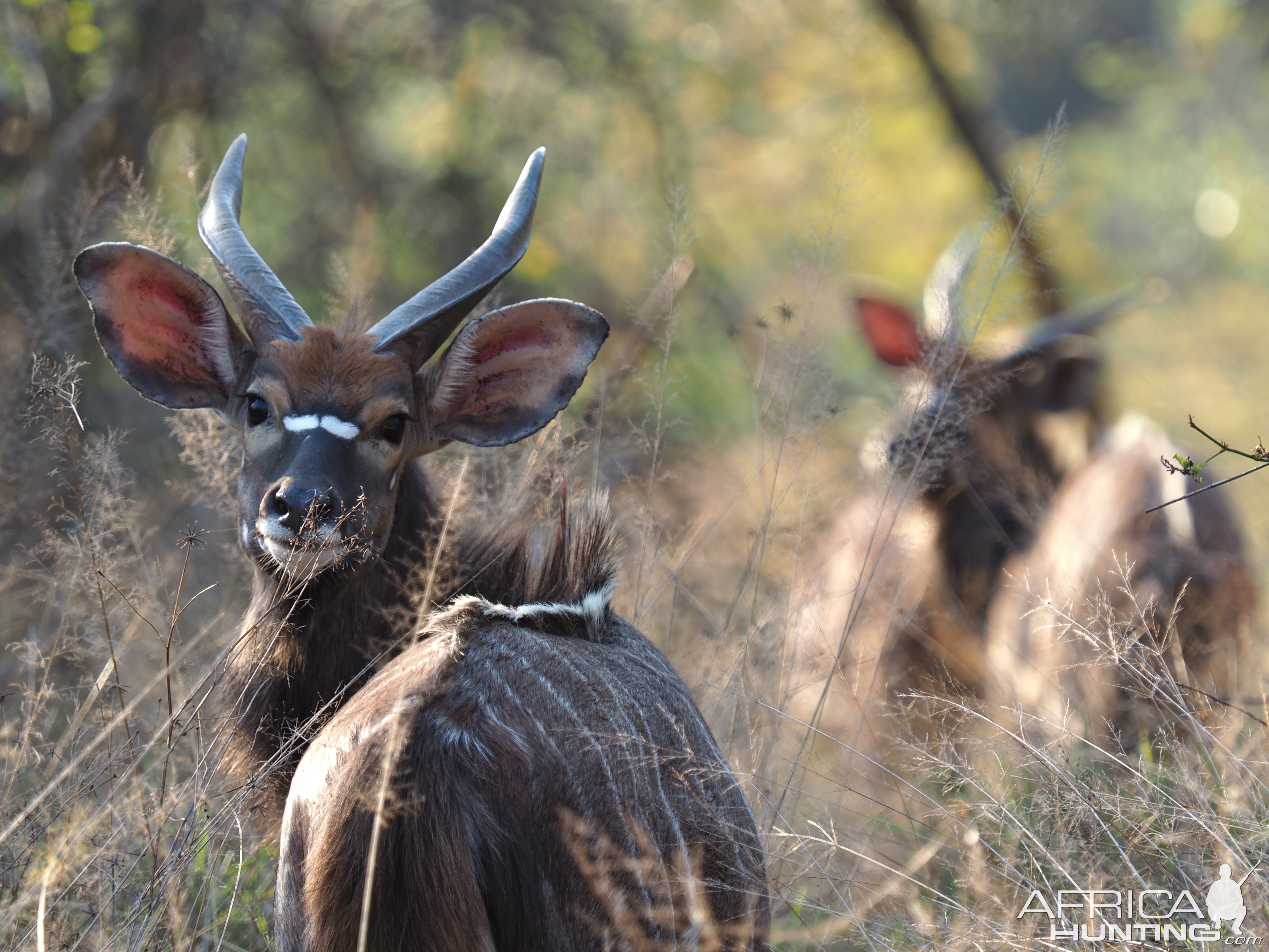 Young Nyala Bulls South Africa