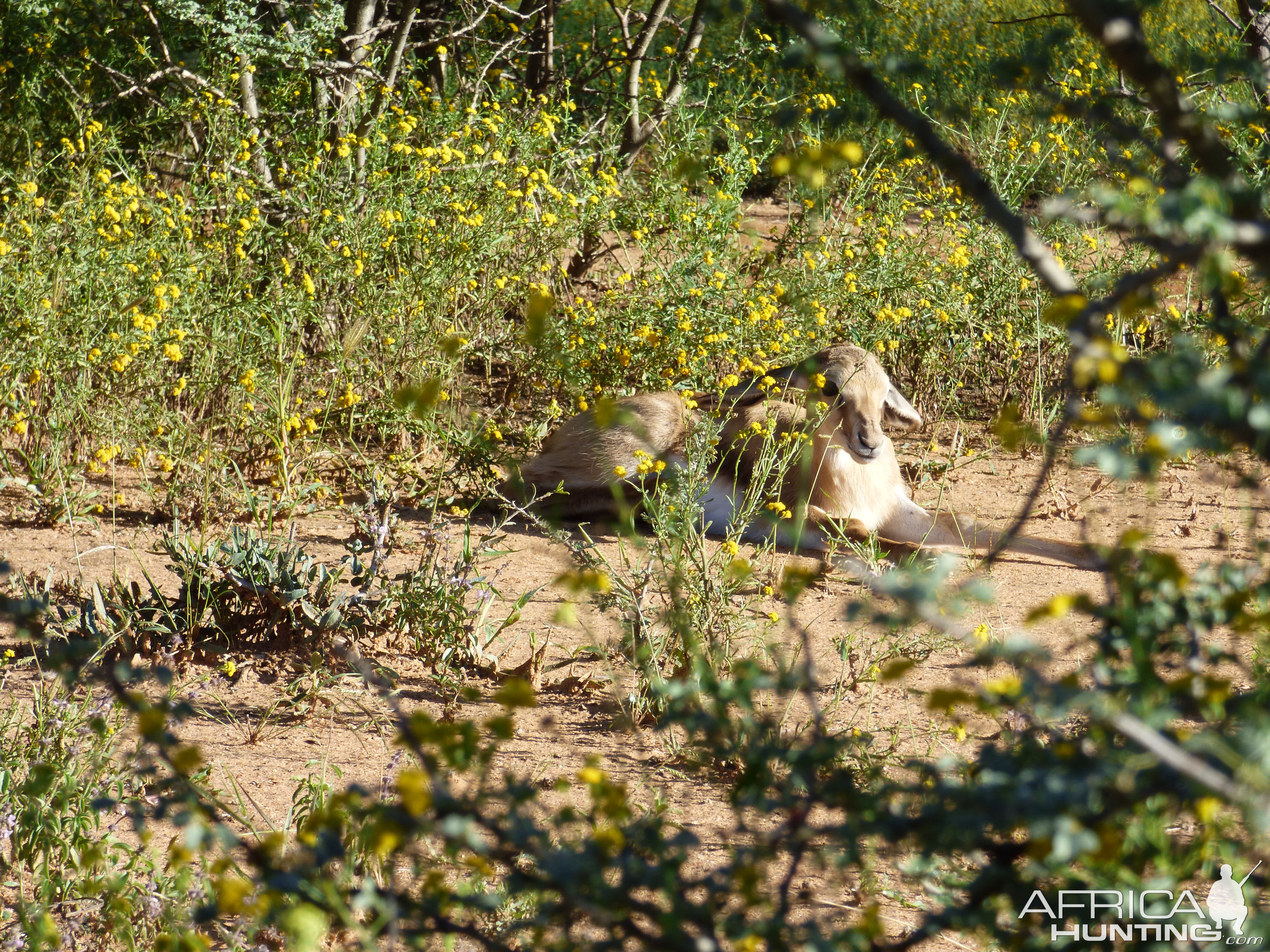 Young springbok