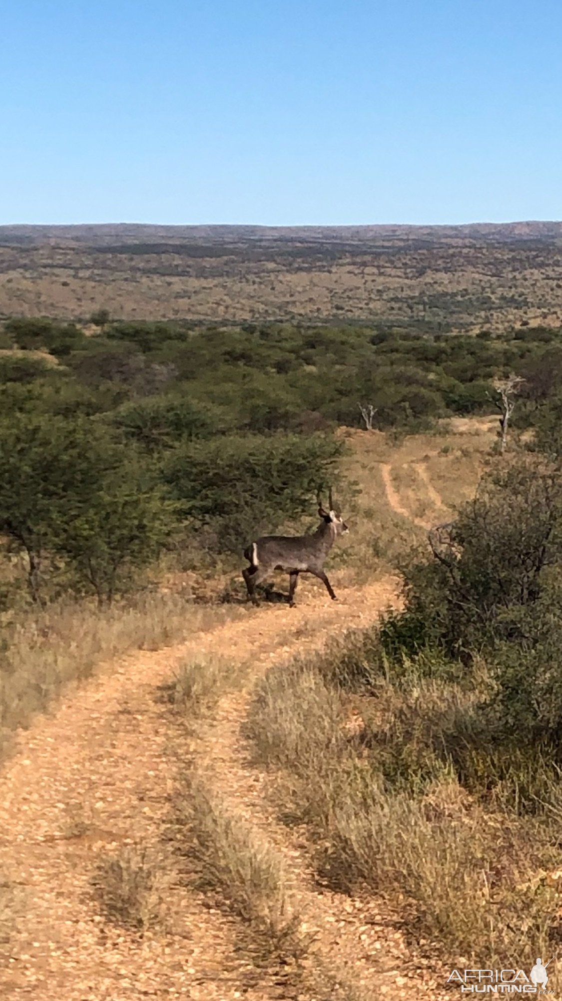 Young Waterbuck Bull Namibia