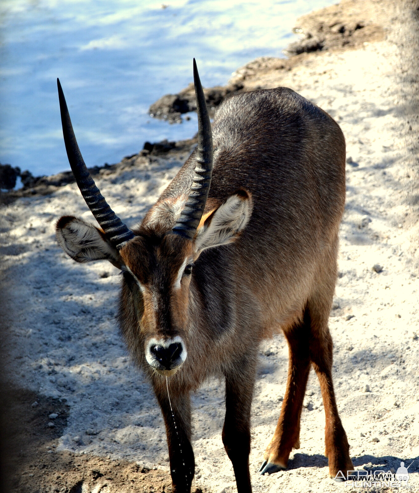 Young Waterbuck