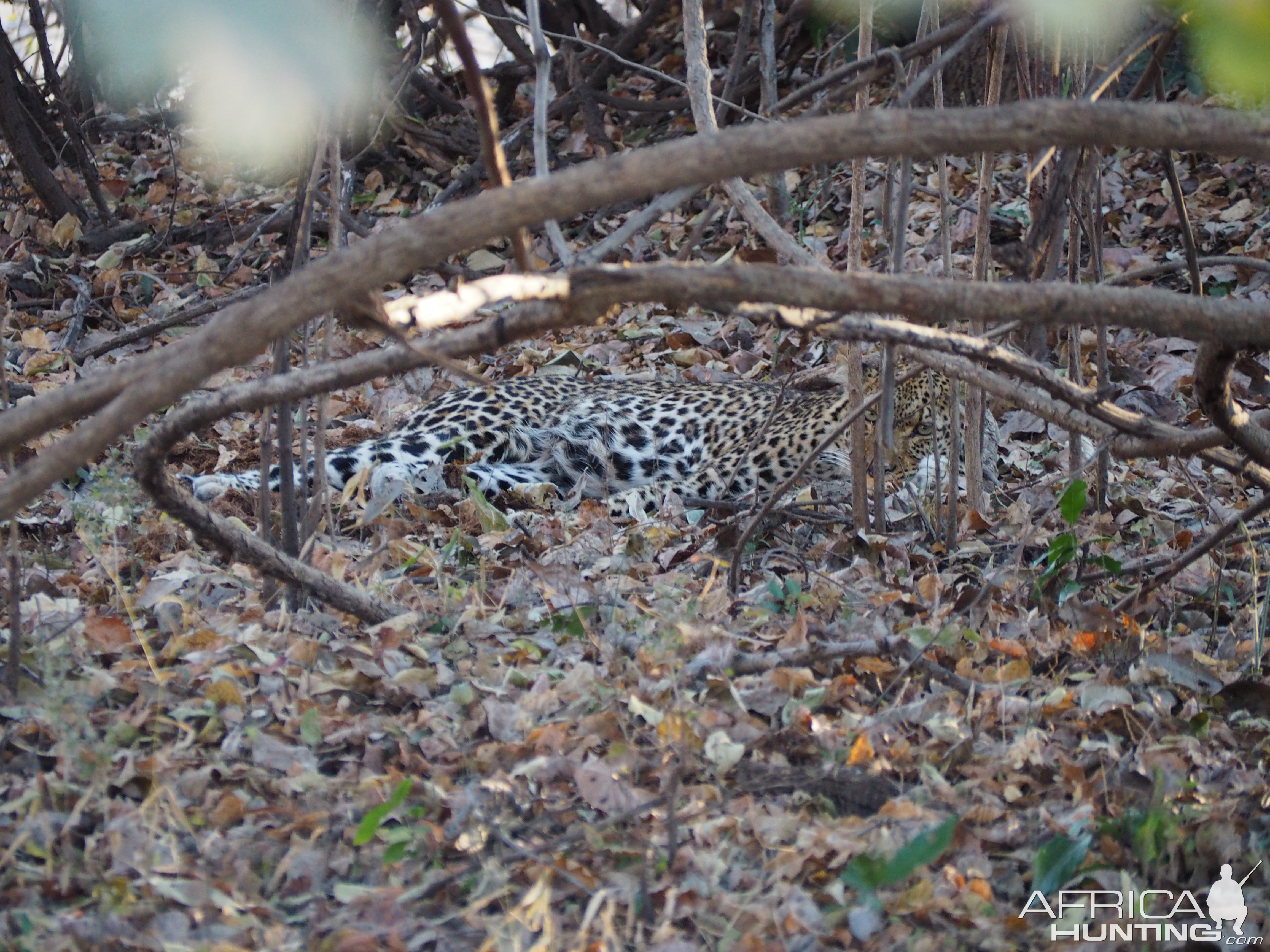 Zambia hunt - Sept 2018