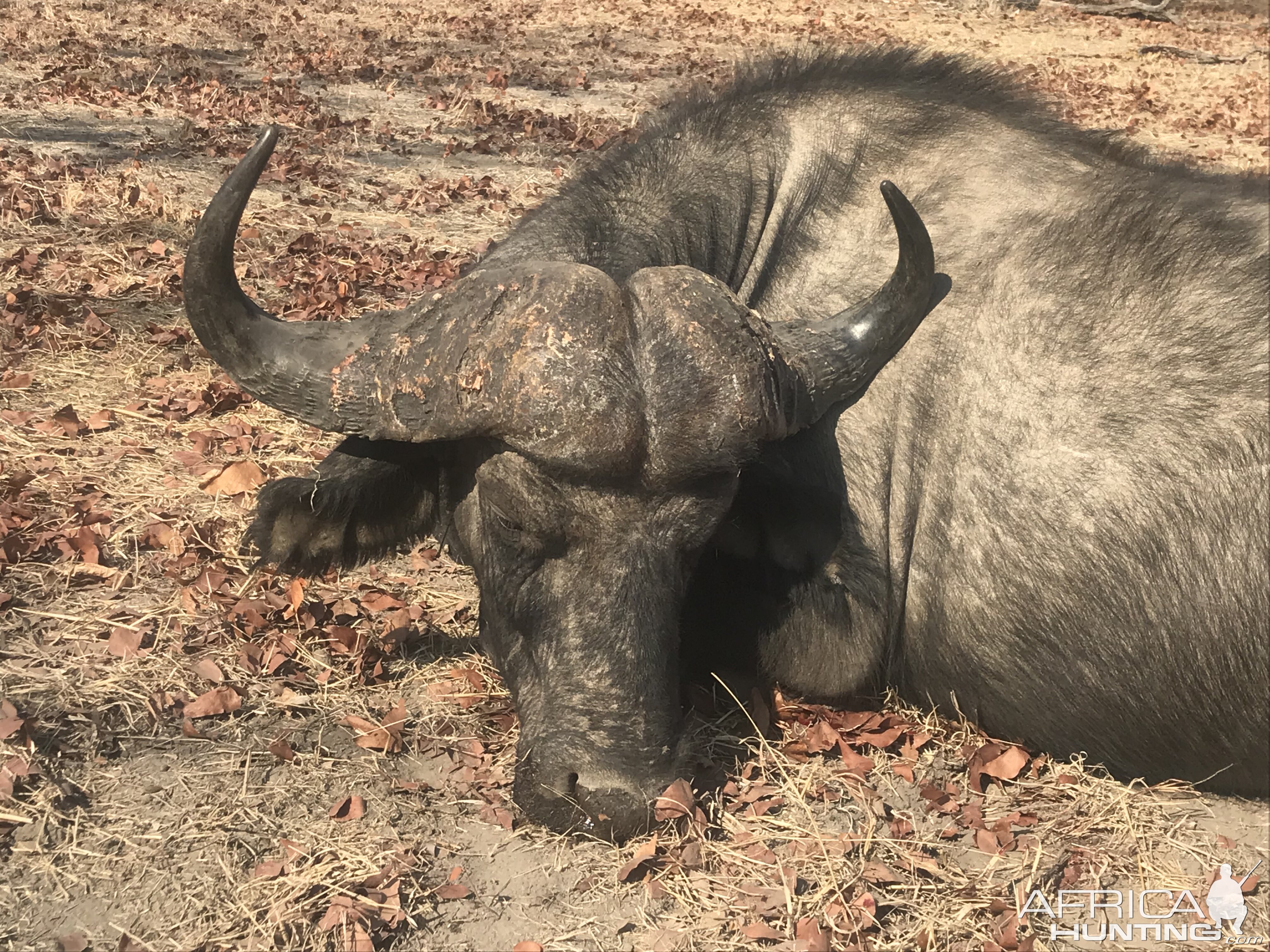 Zambia Hunting Cape Buffalo