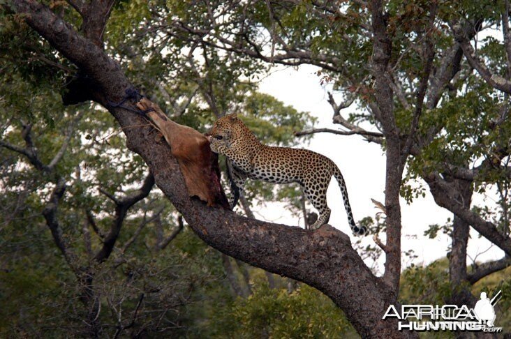 Zambia Hunting Leopard on Bait