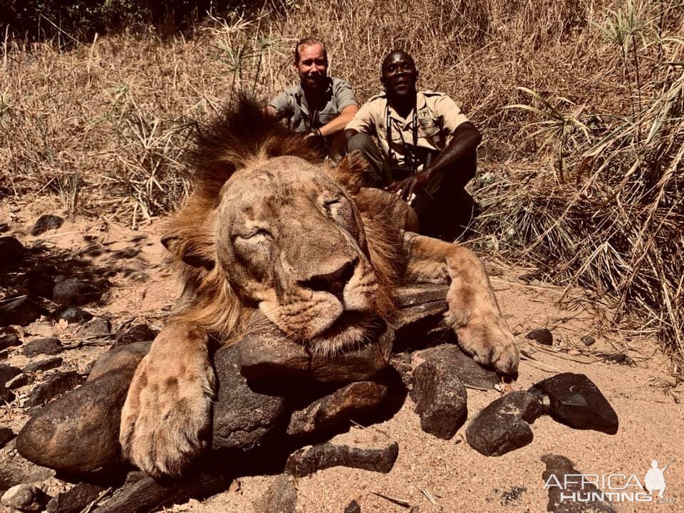 Zambia Hunting Lion