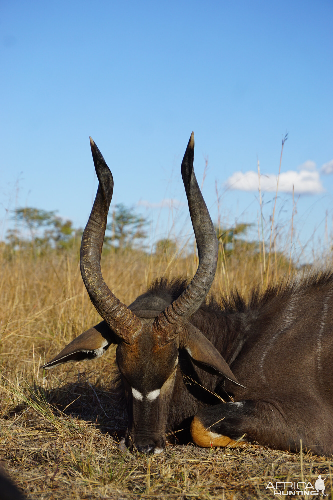 Zambia Hunting Nyala