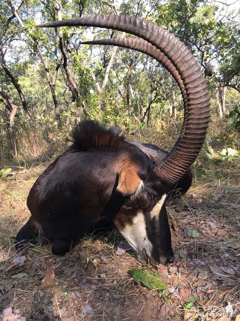 Zambia Hunting Sable Antelope