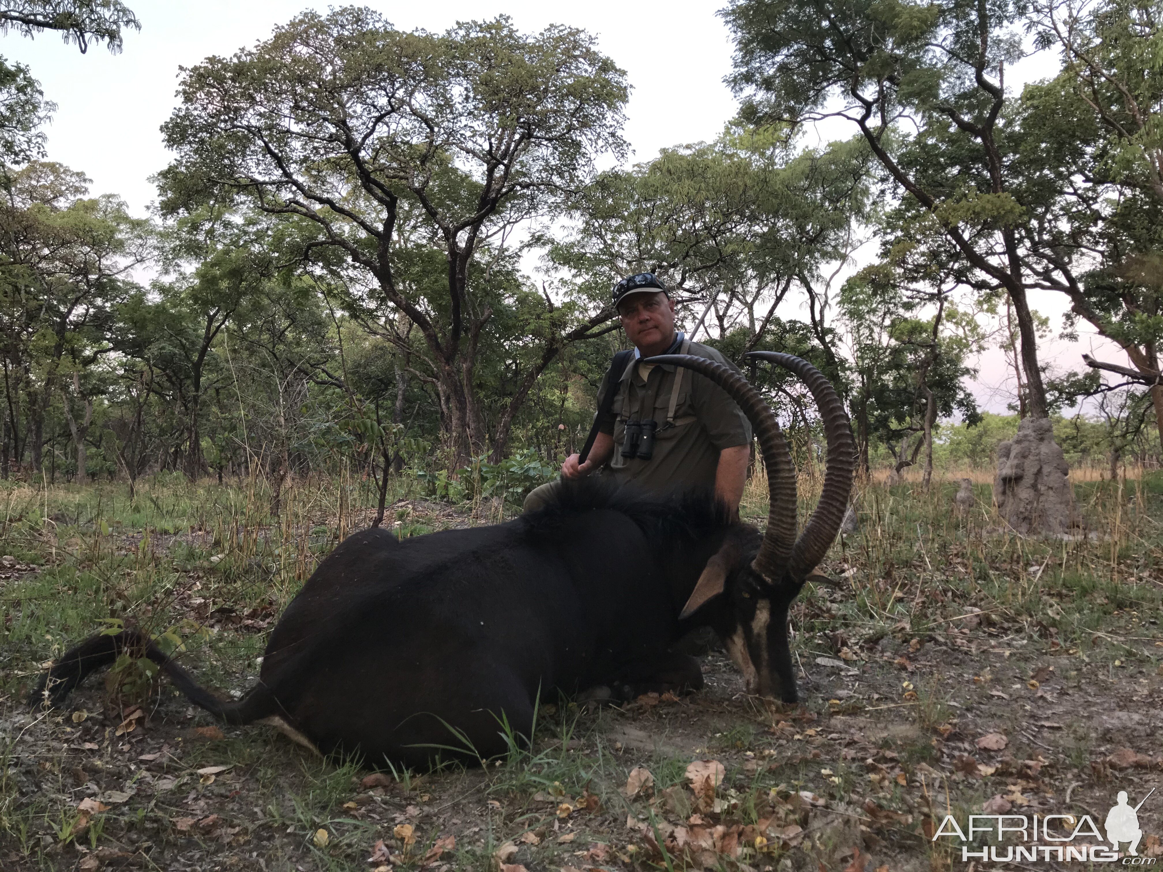 Zambia Hunting Sable
