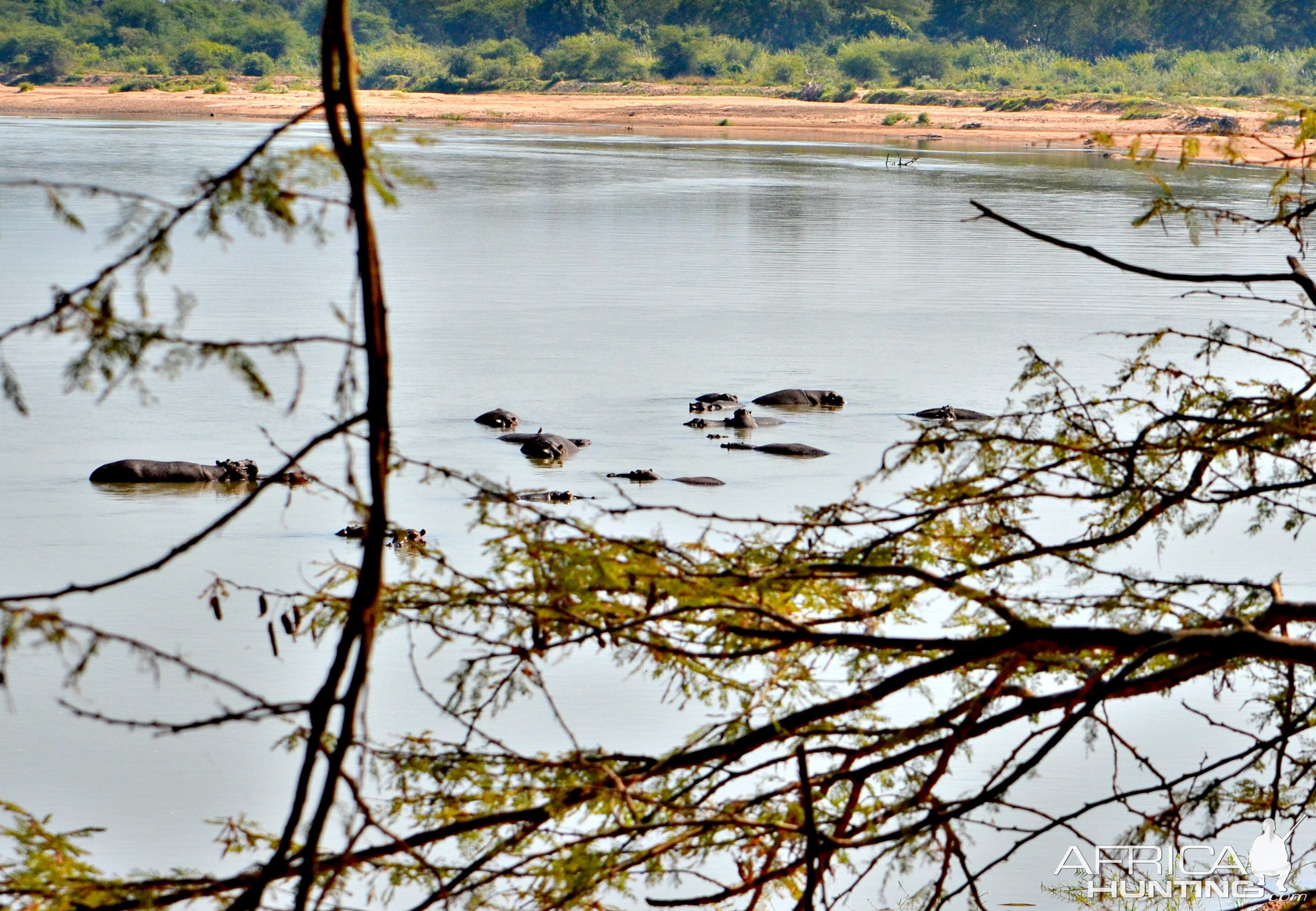 Zambia Luangwa Valley Hippo's