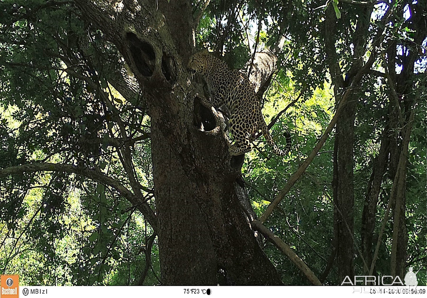 Zambia Trail Cam Pictures of Leopard