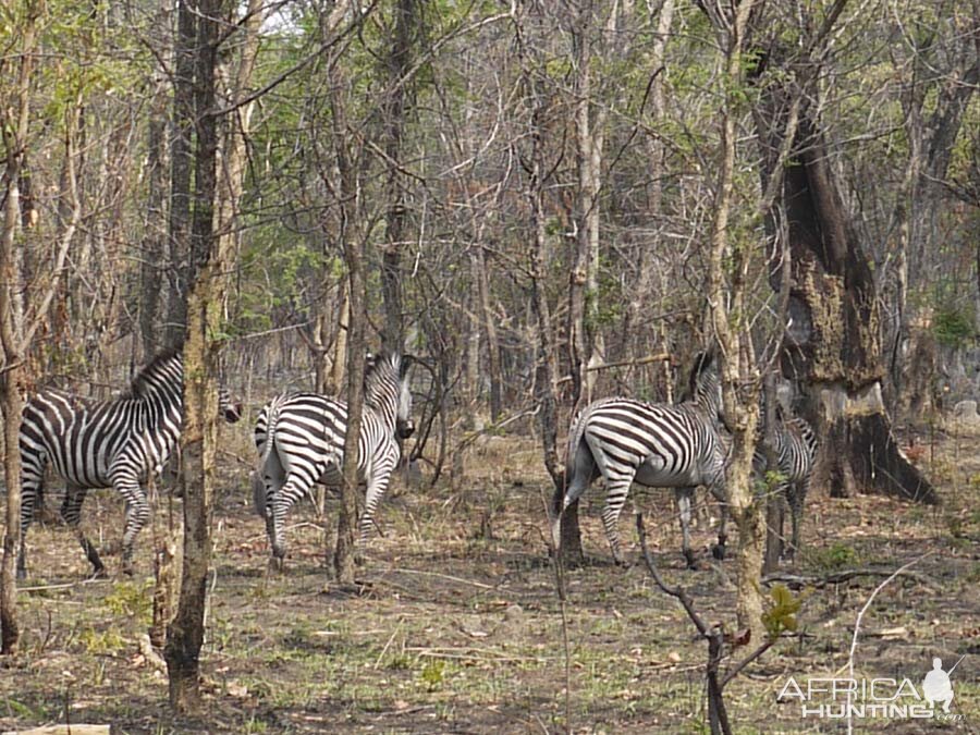 Zambia Wildlife Zebra