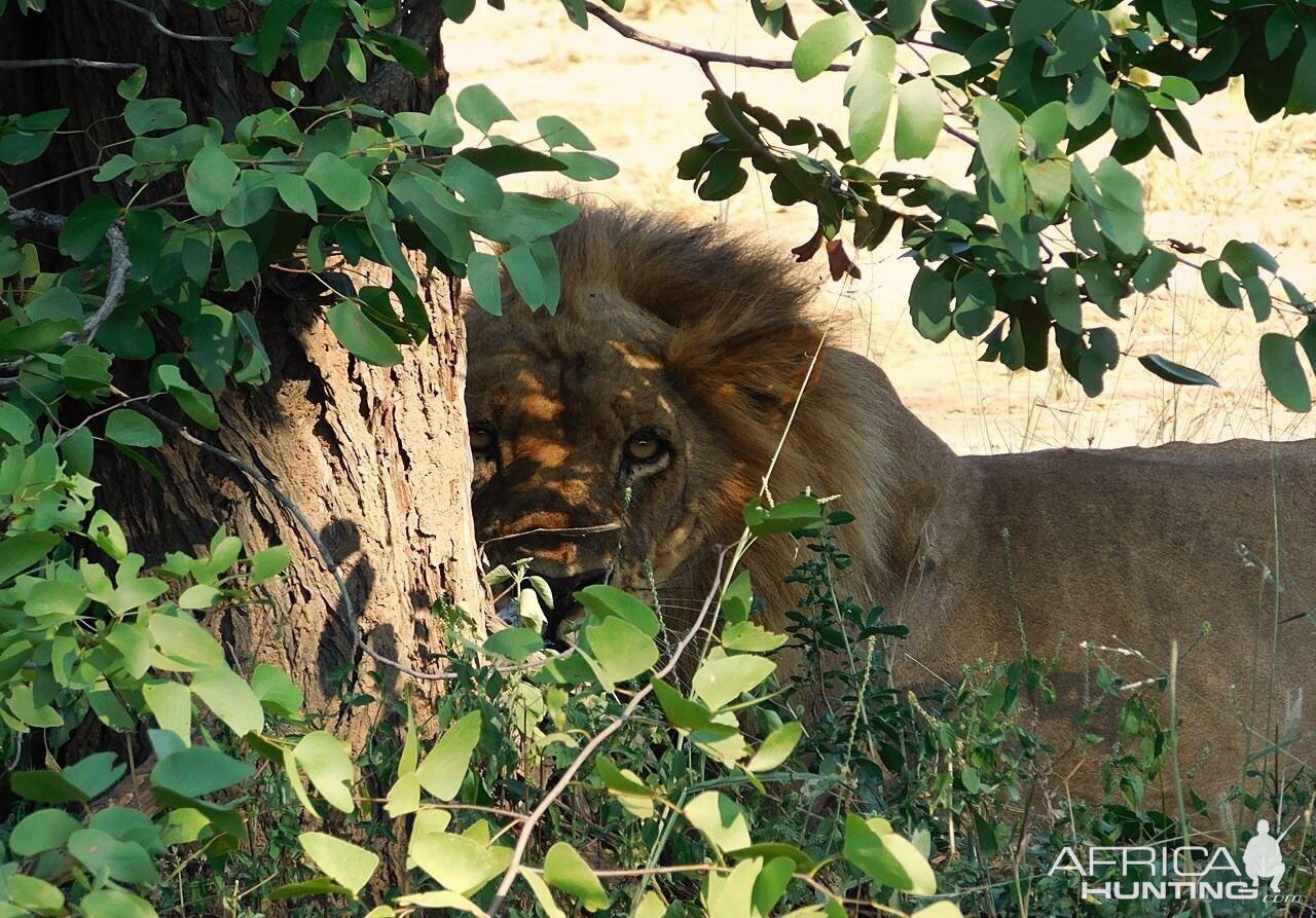 Zambian Lion.
