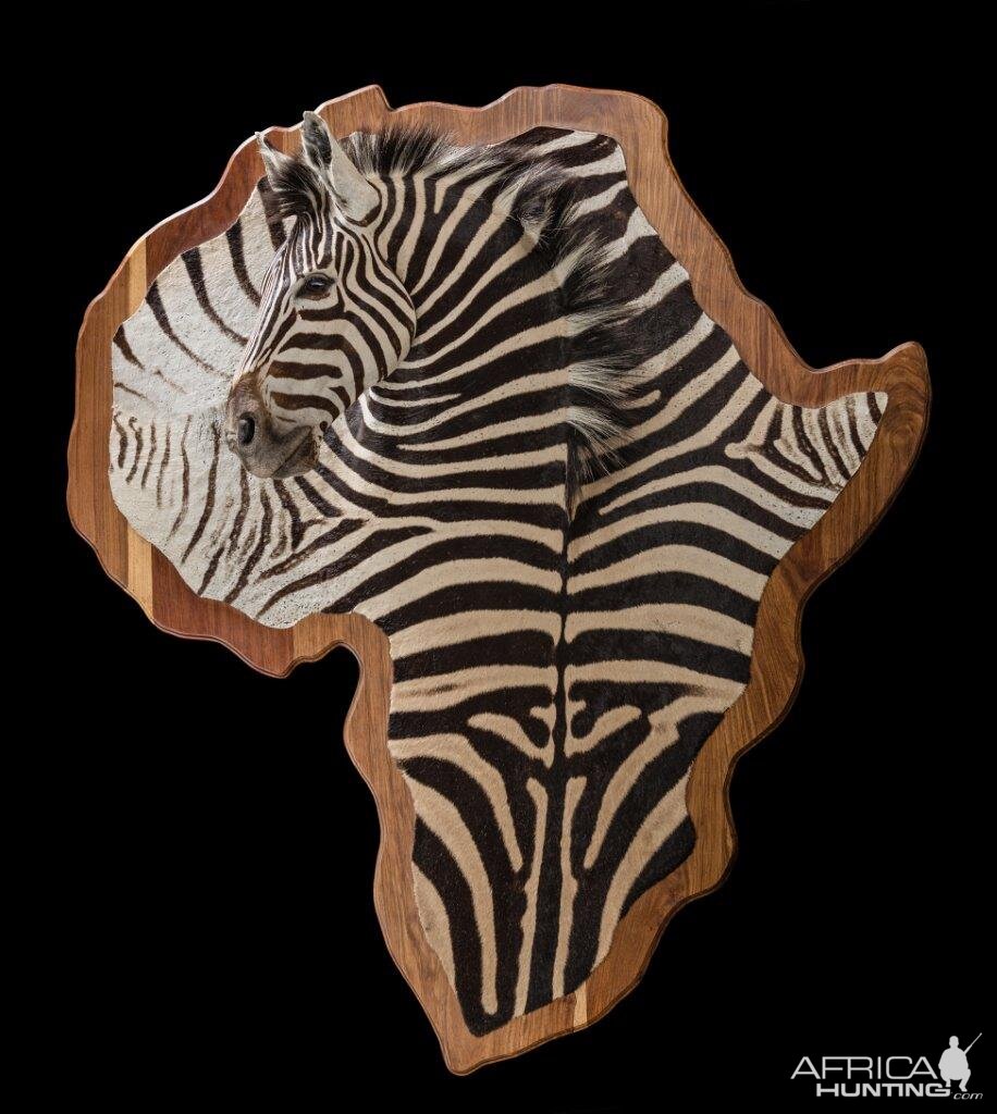 Zebra 3D Taxidermy Mount