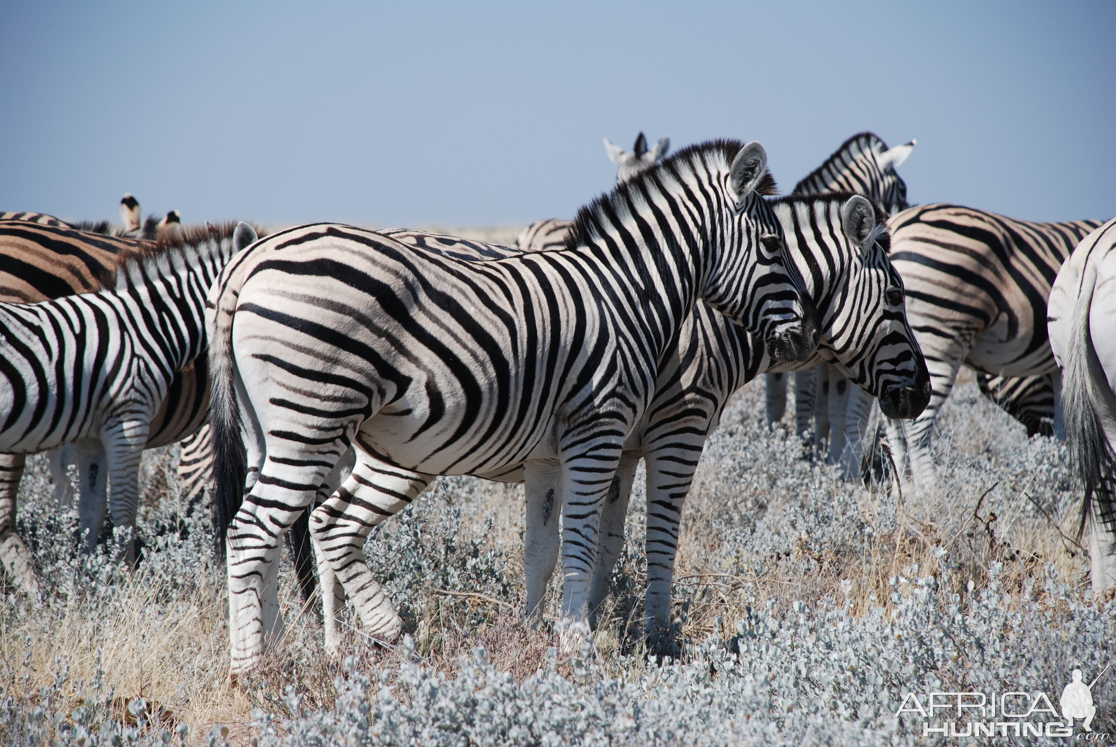 Zebra at Etosha, Namibia