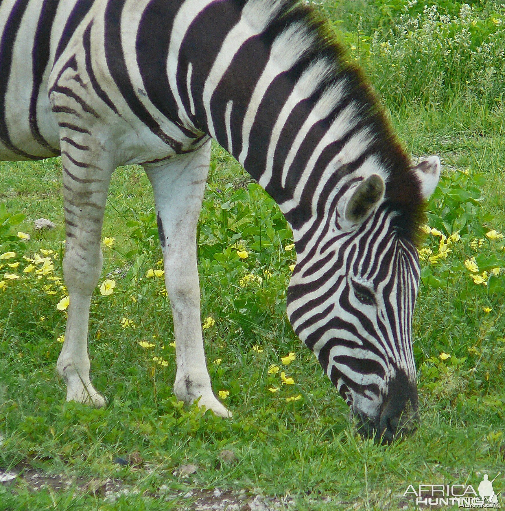 Zebra at Etosha National Park, Namibia