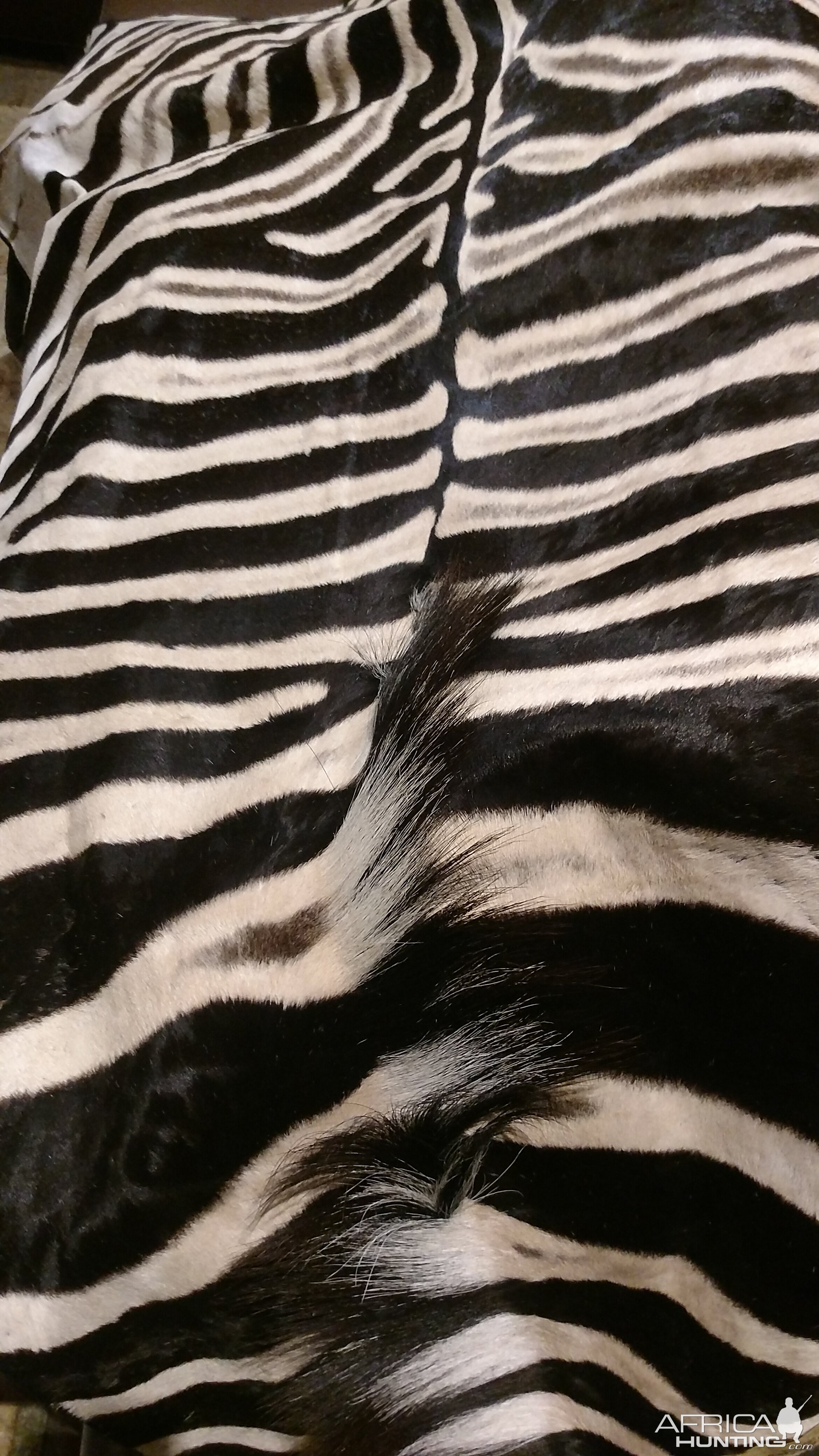 Zebra Back skin