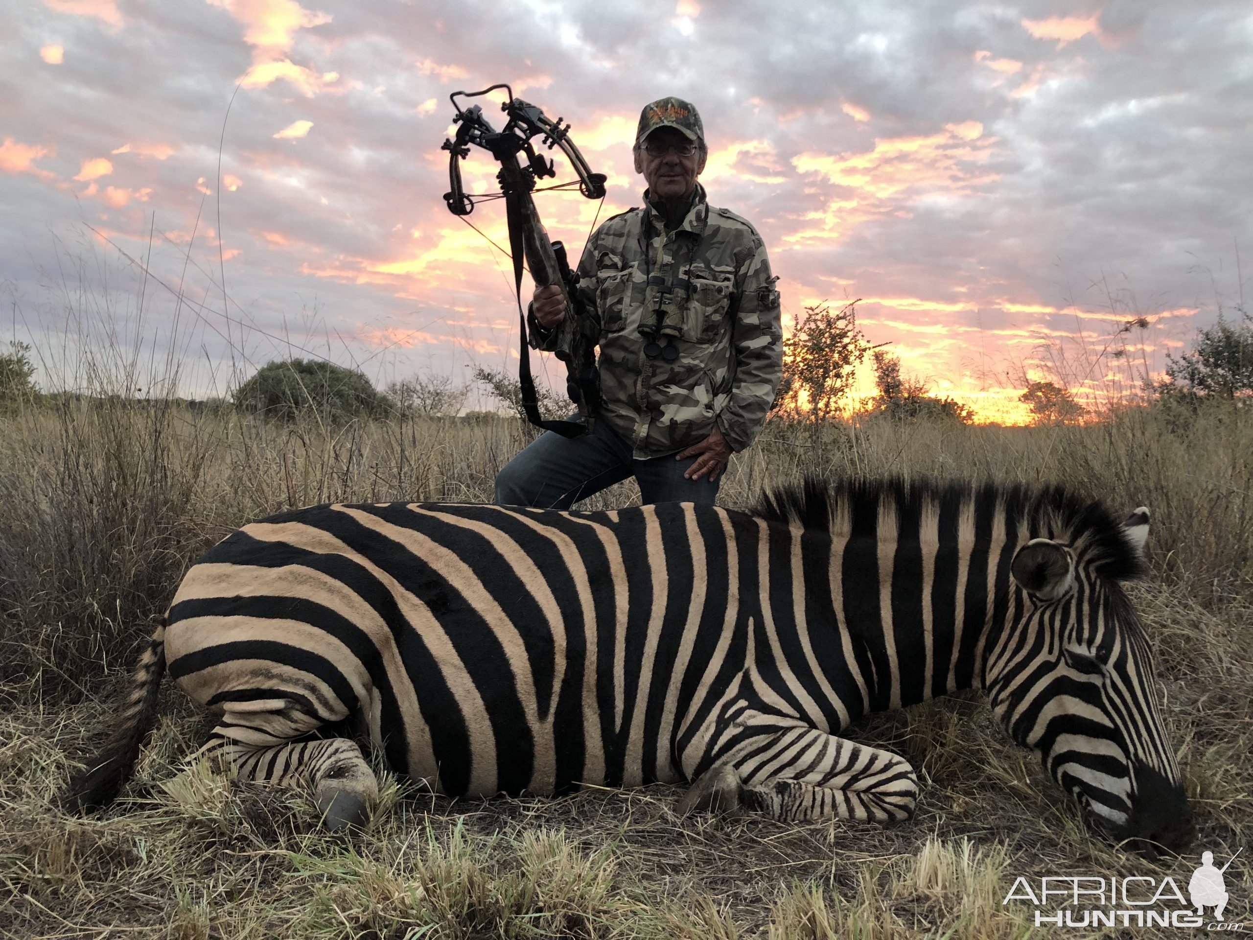 Zebra Bow Hunting Limpopo South Africa