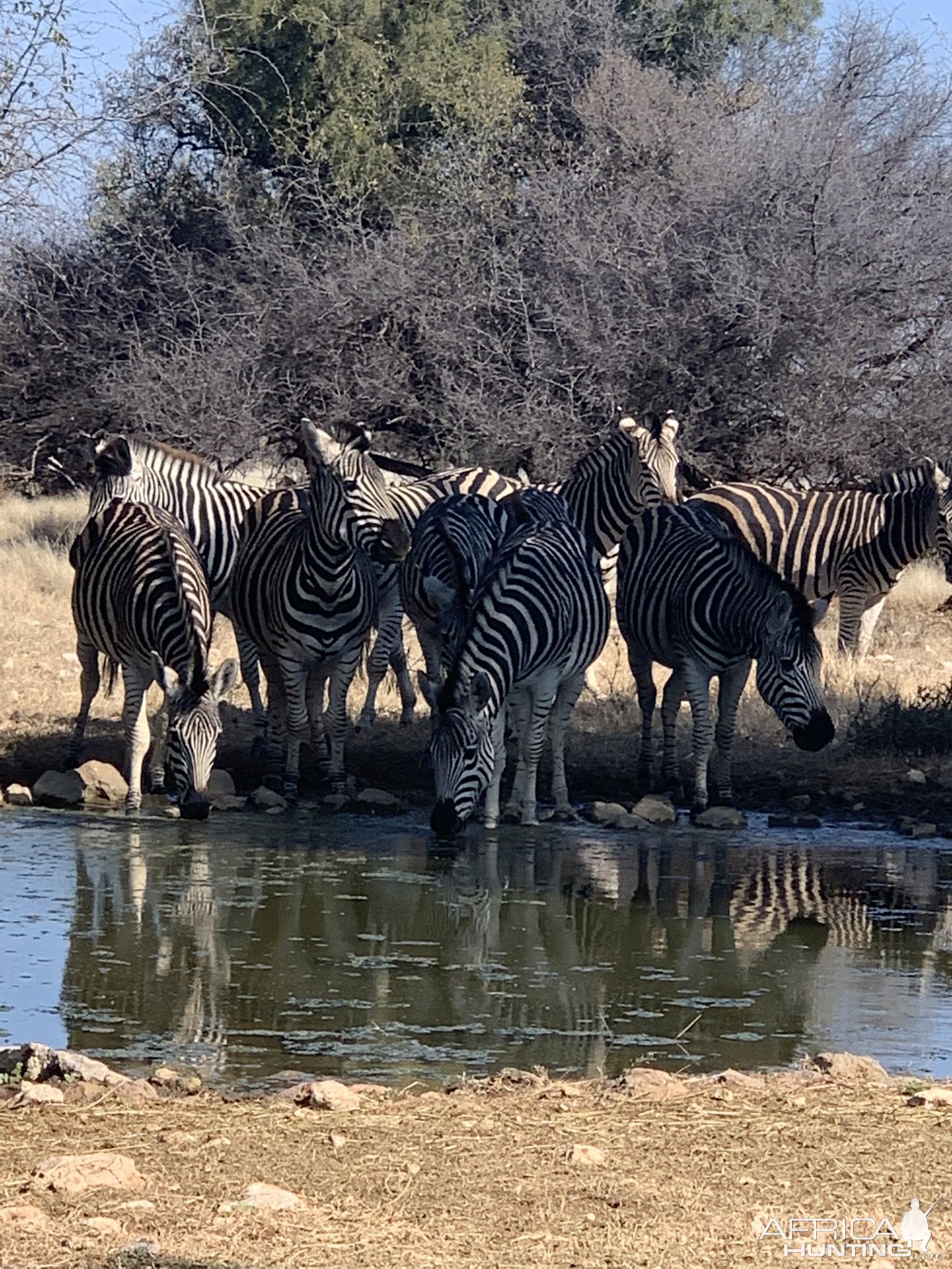 Zebra Herd  South Africa