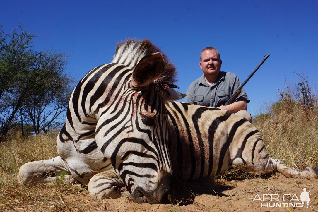 Zebra Hunt Botswana