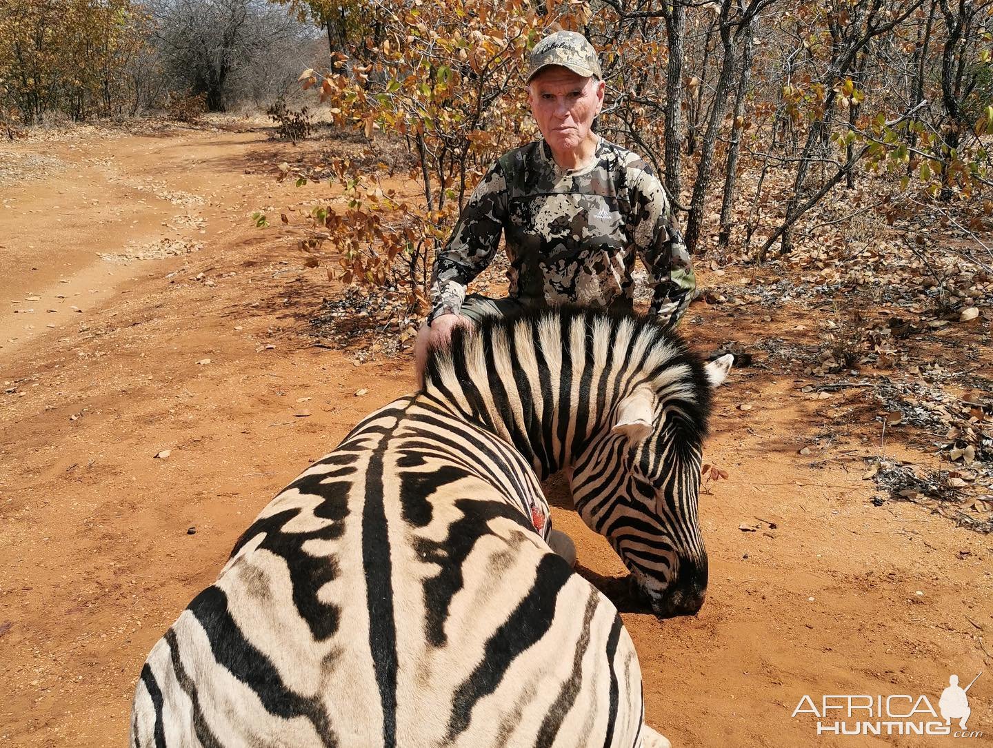 Zebra Hunt Bushveld South Africa