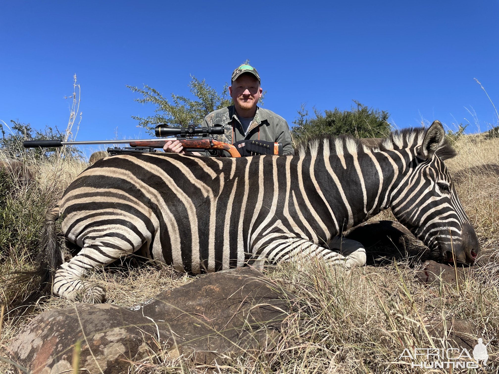 Zebra Hunt Eastern Cape South Africa