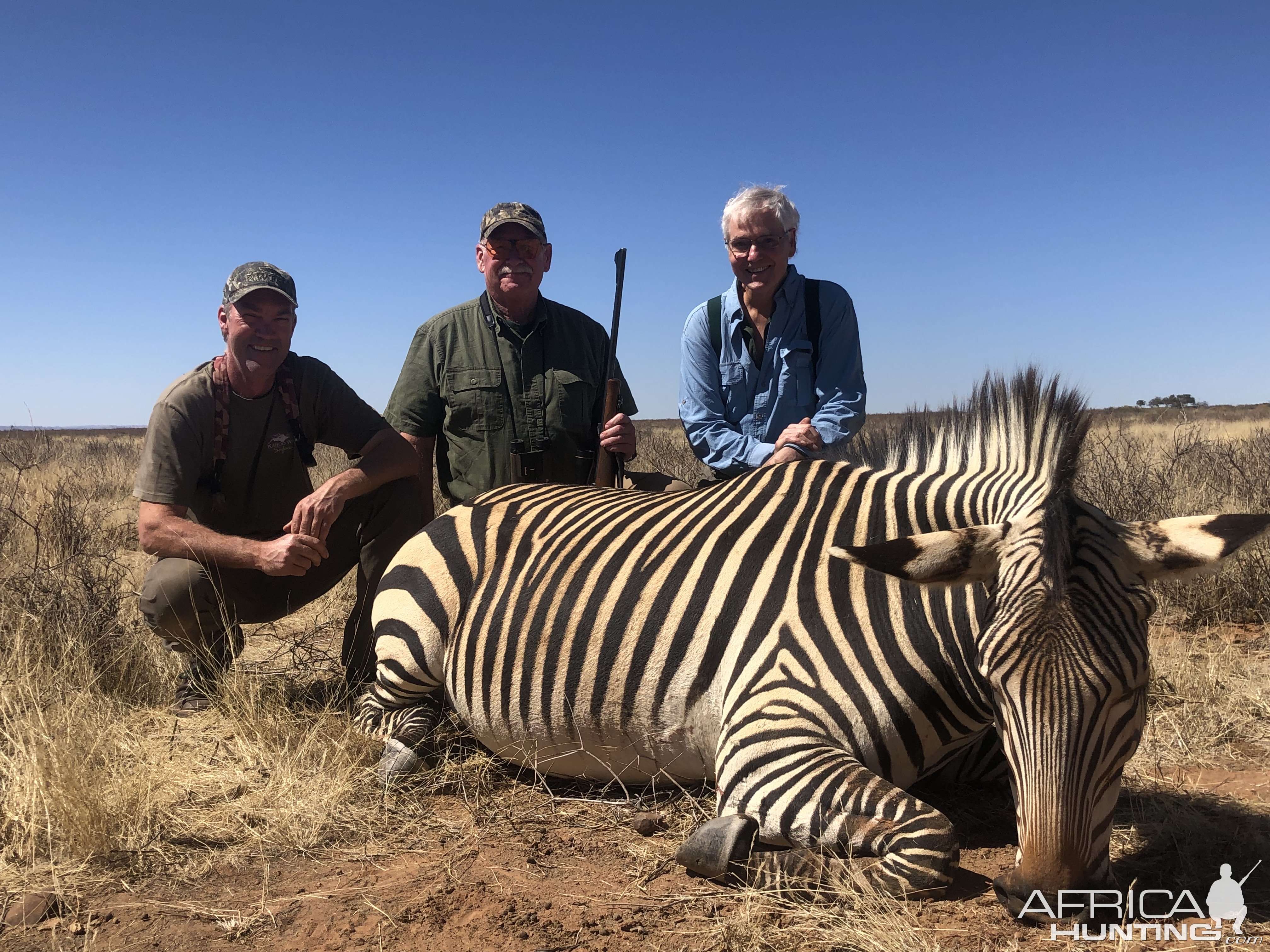 Zebra Hunt Karoo South Africa