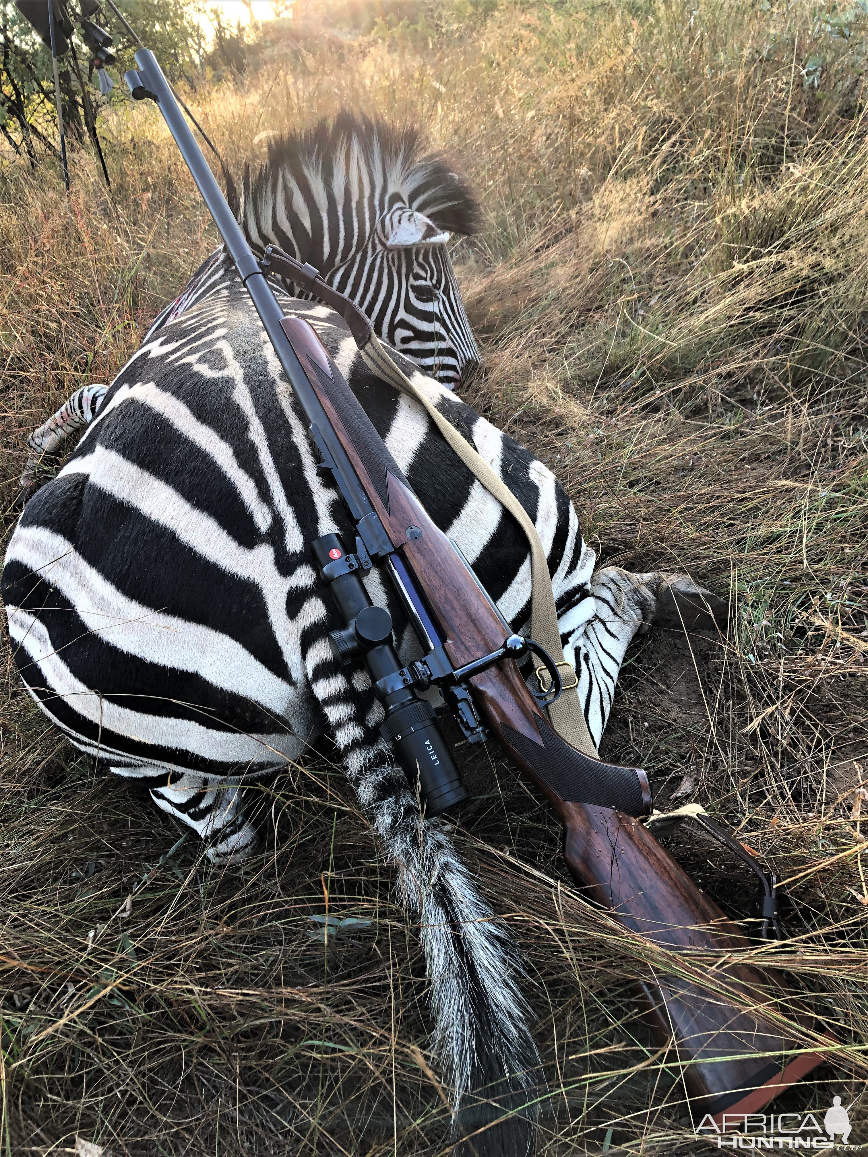 Zebra Hunt Limpopo South Africa