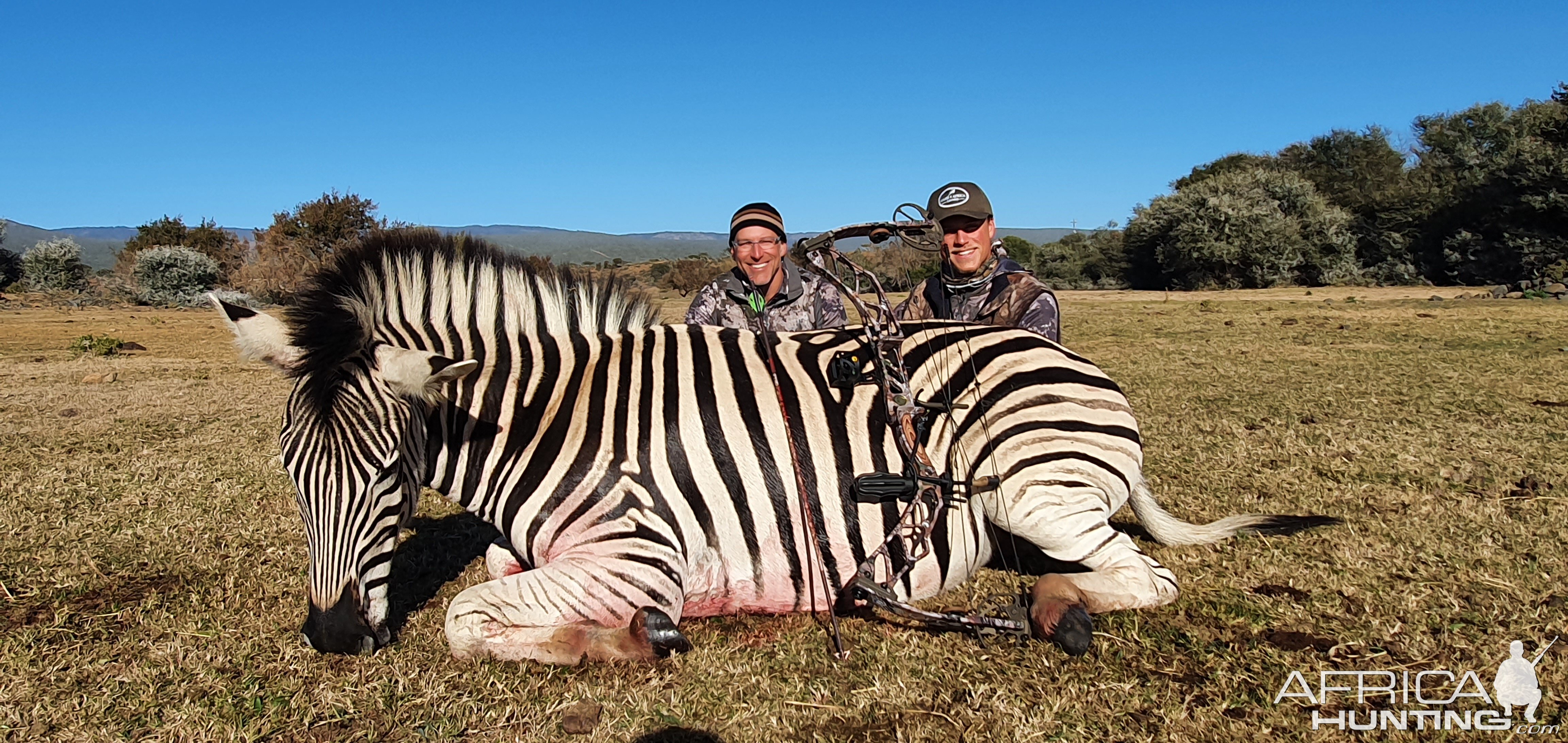 Zebra Hunt South Africa