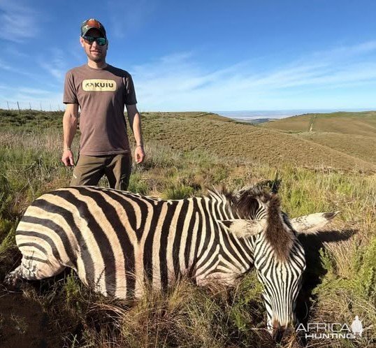 Zebra Hunt South Africa