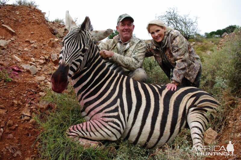 Zebra Hunt South Africa