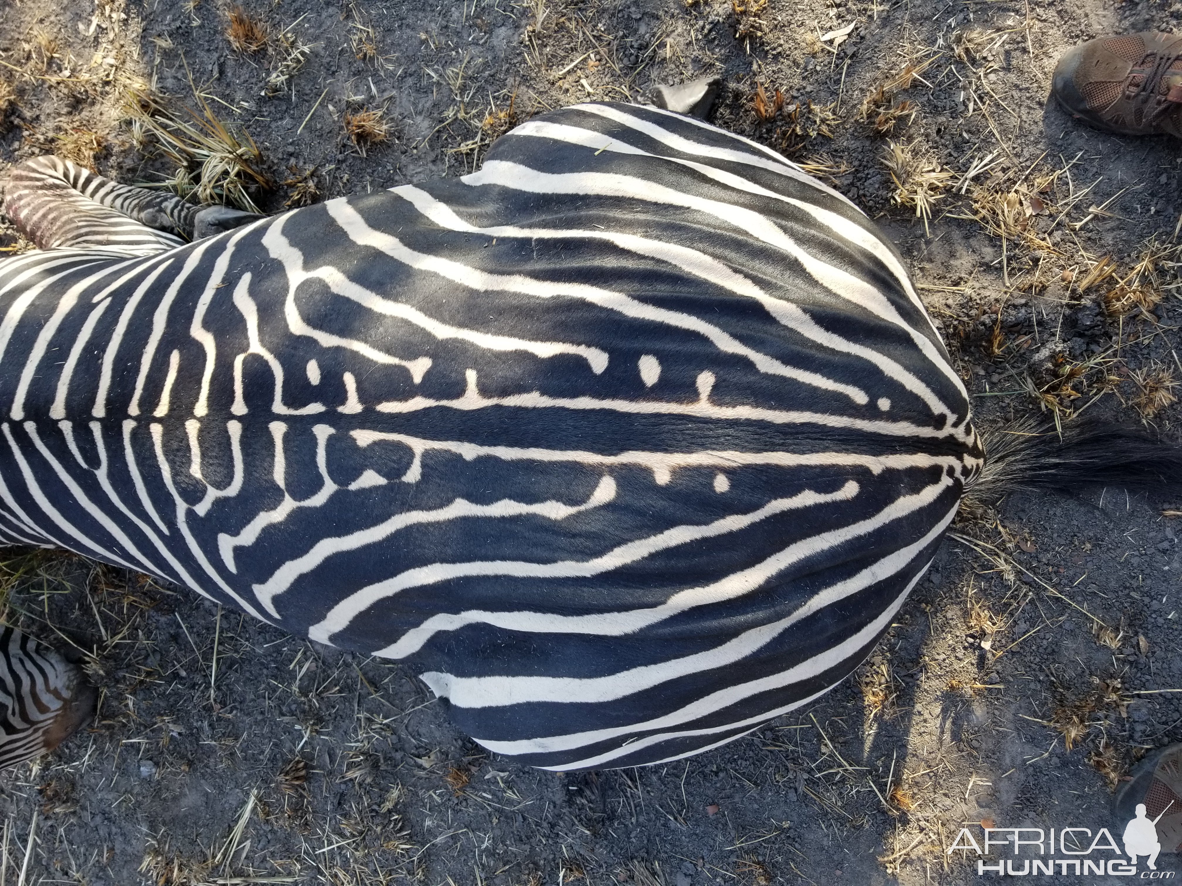 Zebra Hunt Tanzania