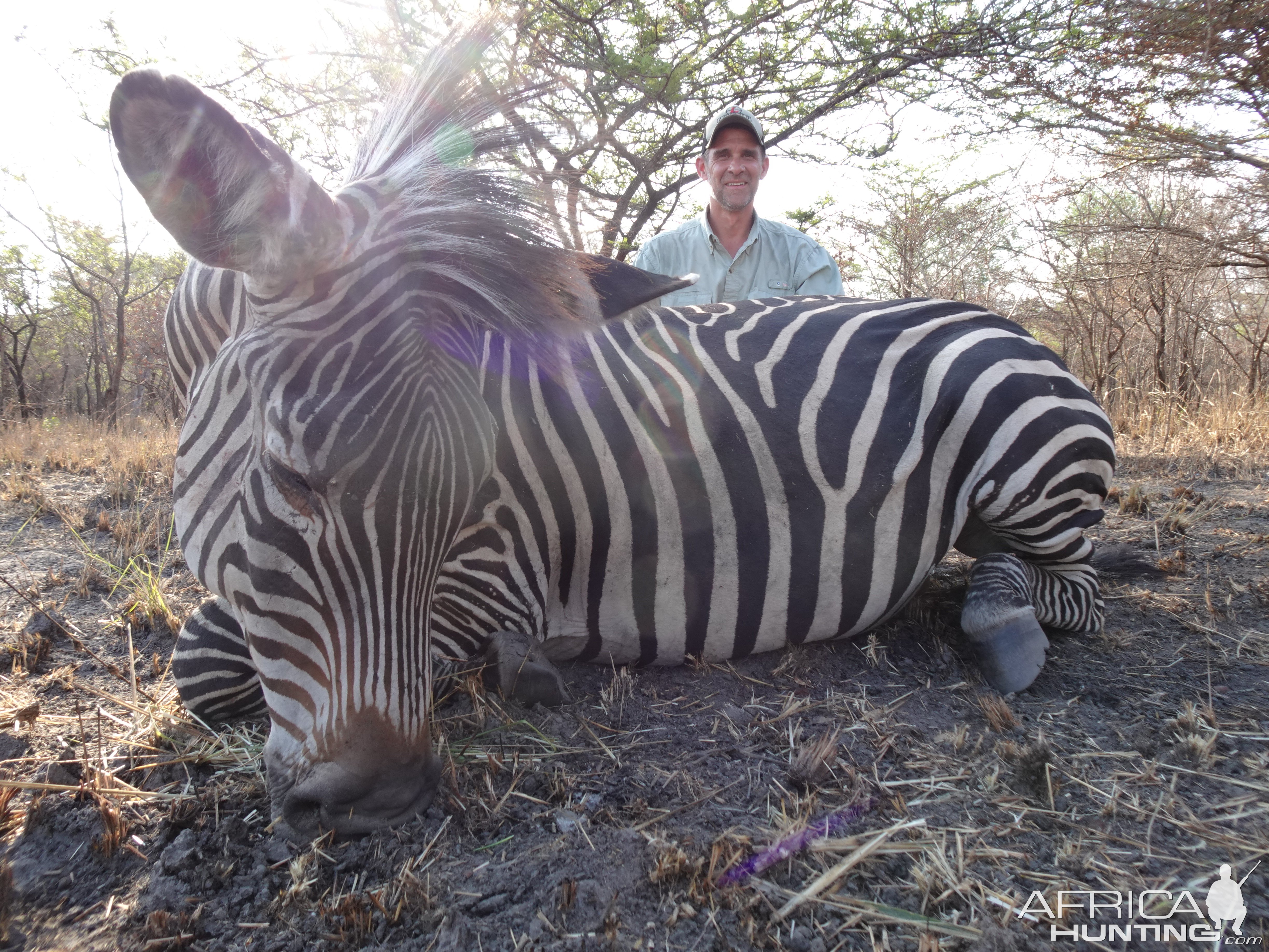 Zebra Hunt Tanzania