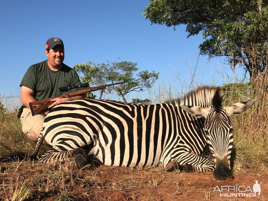 Zebra Hunt Zimbabwe