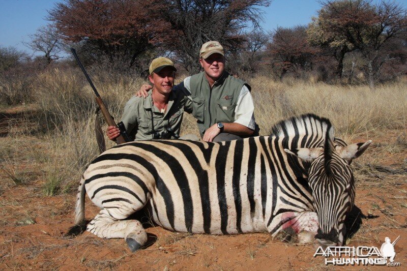 Zebra hunted in Namibia