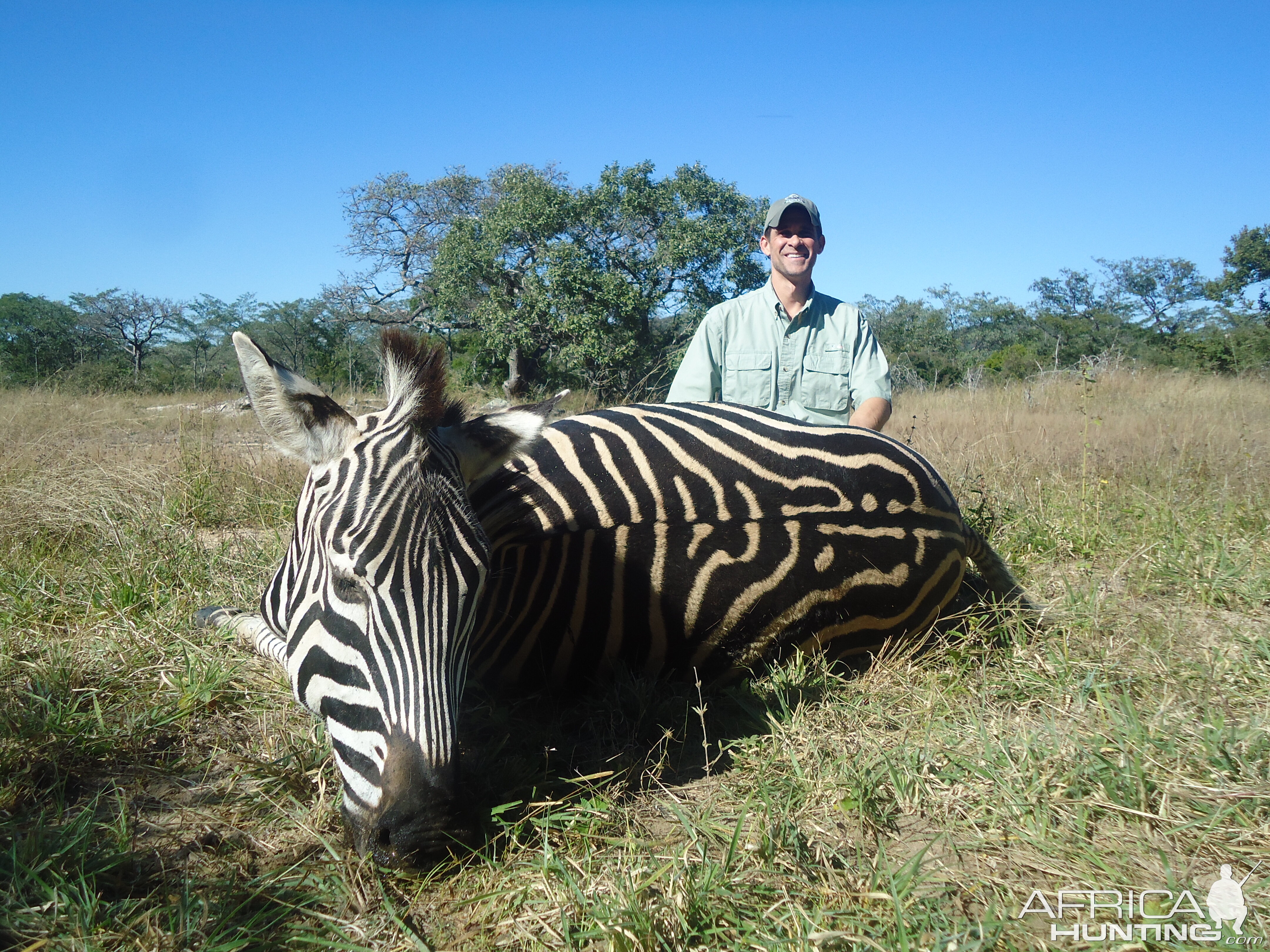 Zebra Hunting in Zimbabwe