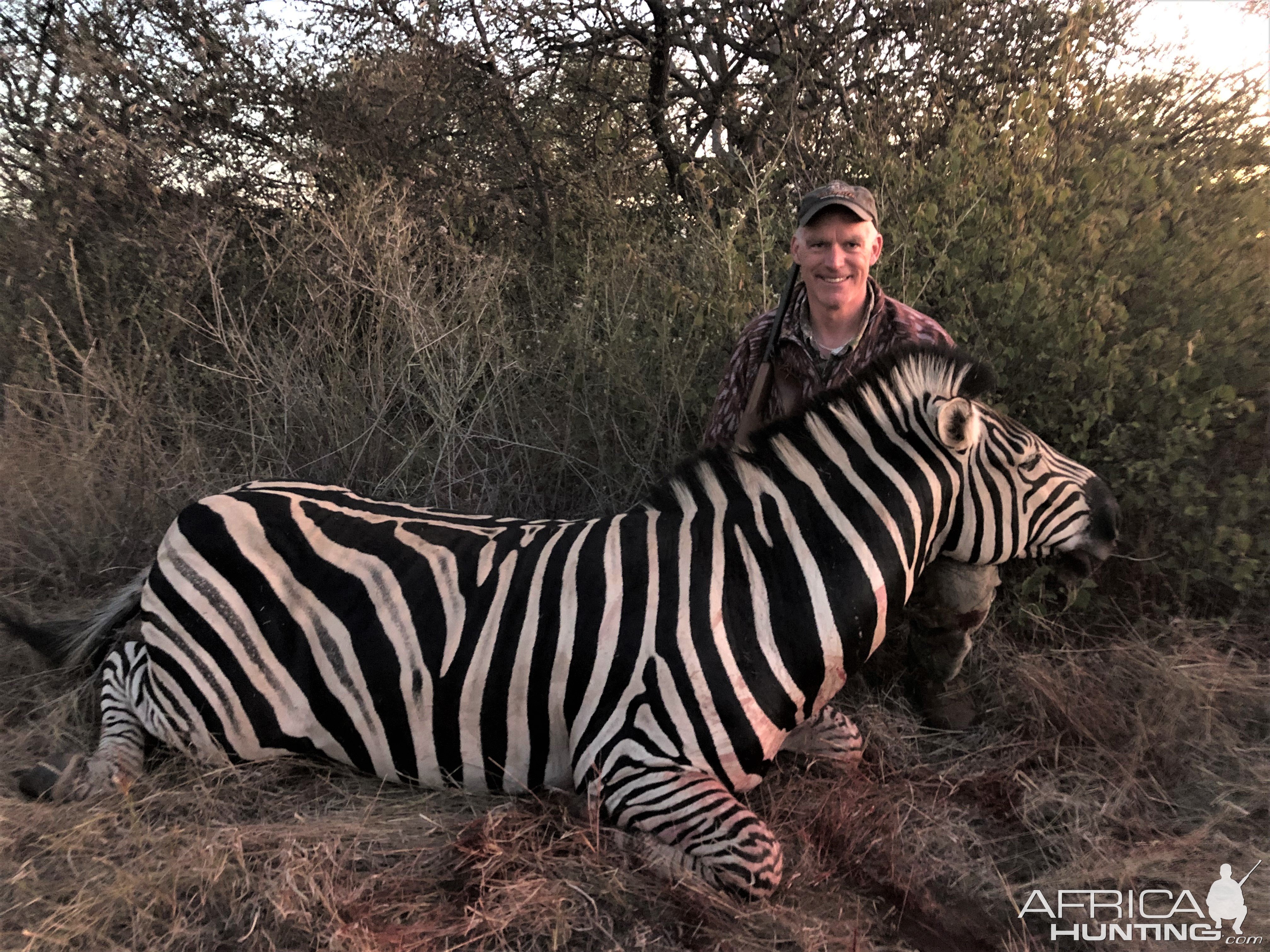 Zebra Hunting Limpopo South Africa