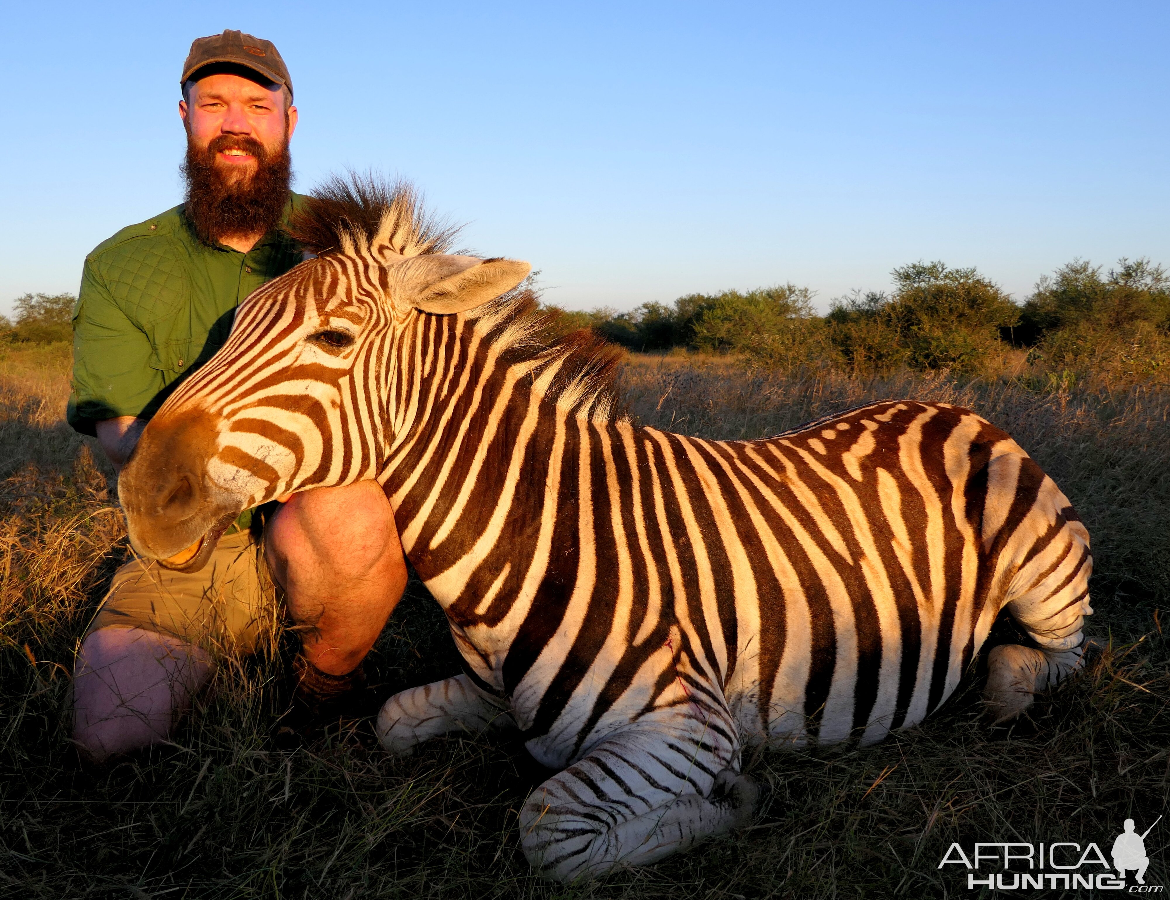 Zebra Hunting South Africa