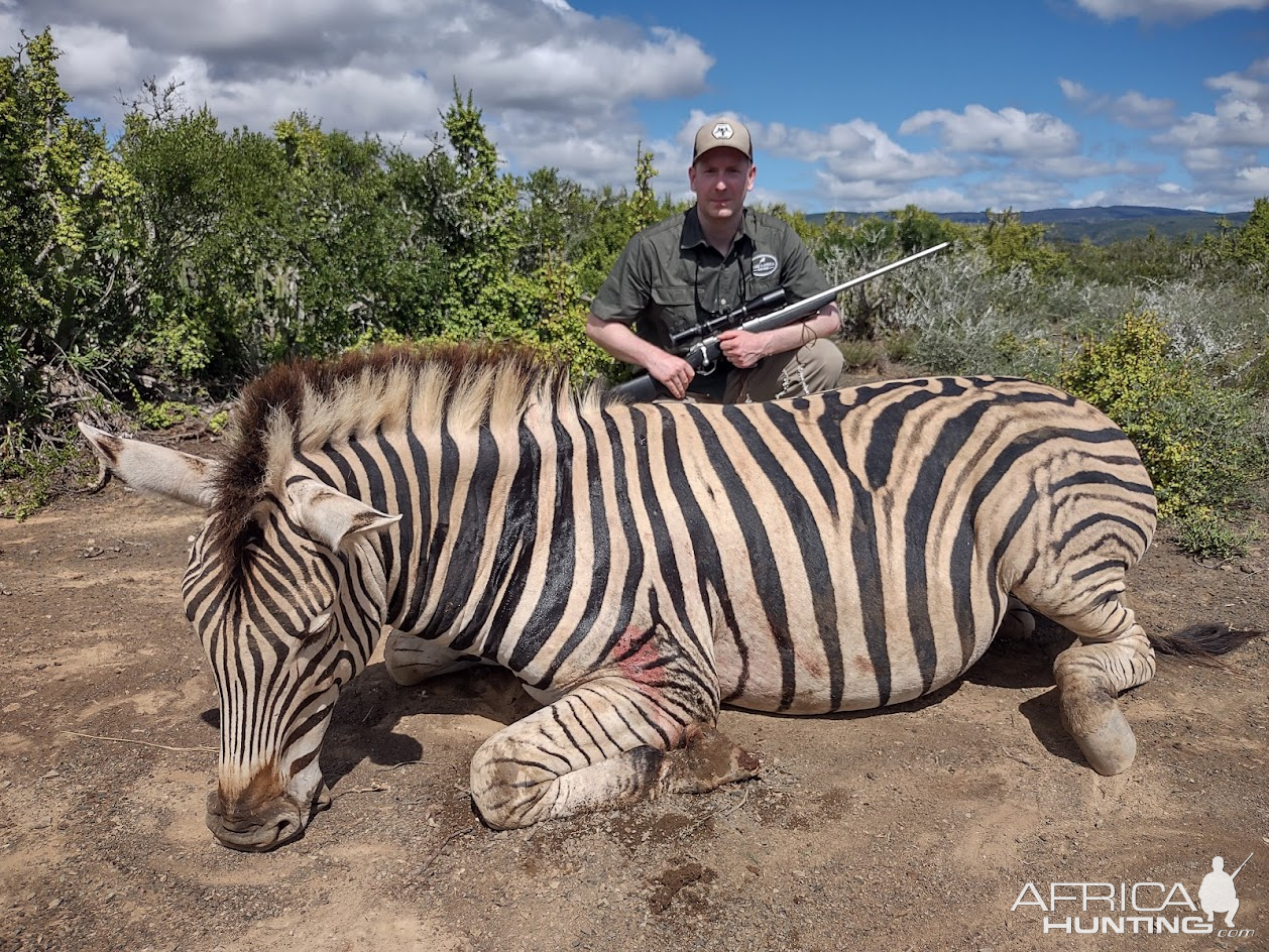 Zebra Hunting South Africa