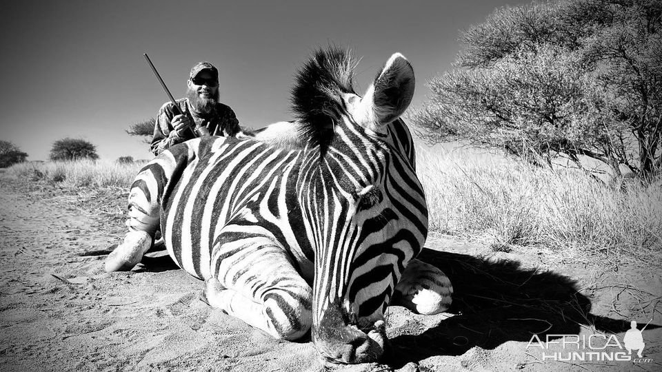 Zebra Hunting South Africa