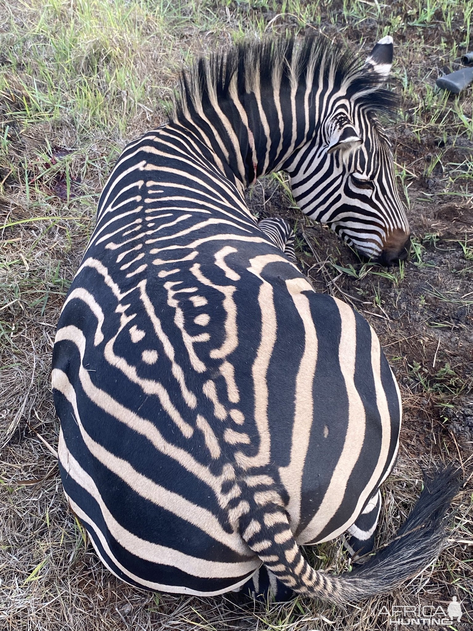 Zebra Hunting Tanzania