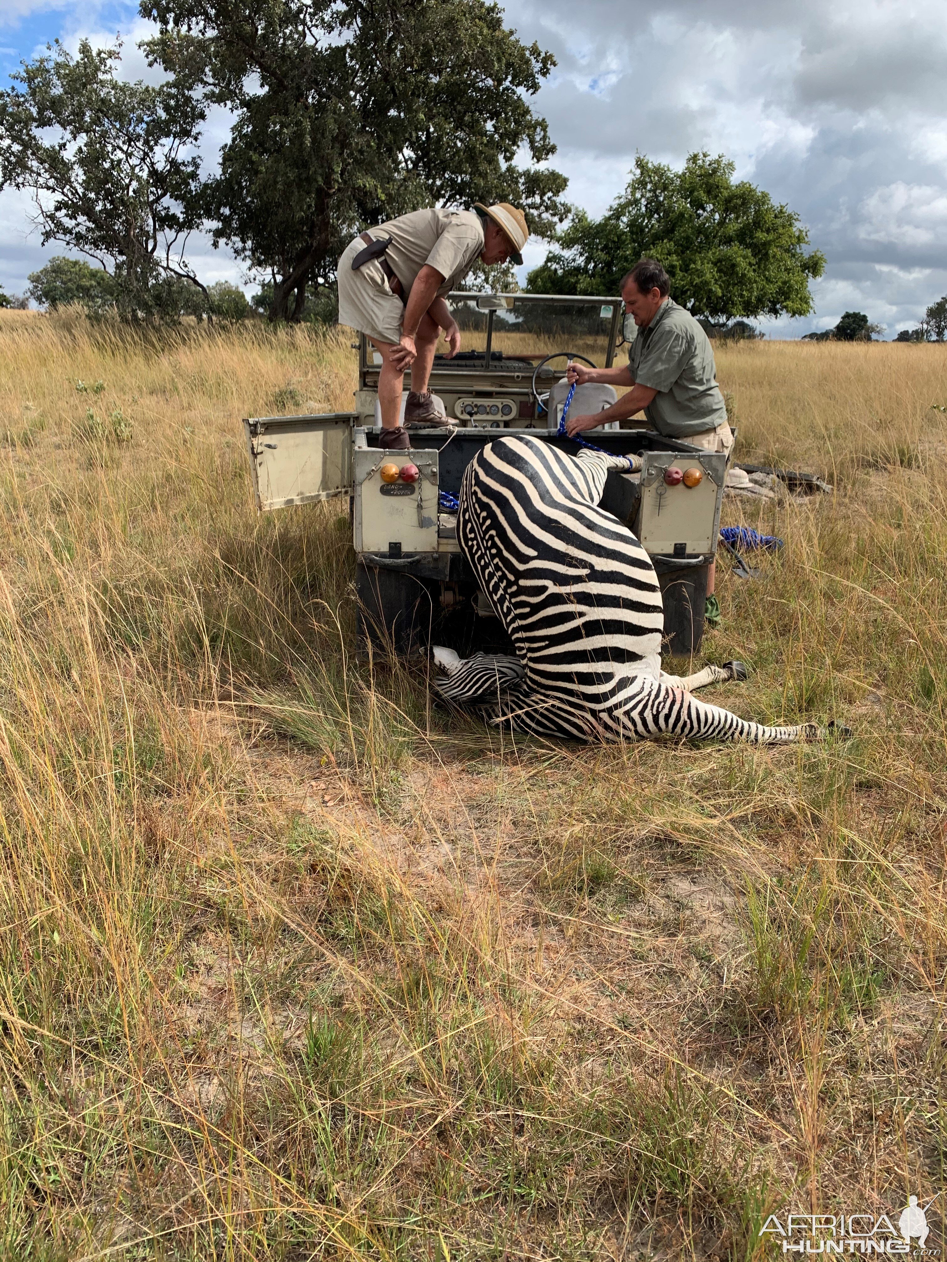 Zebra Hunting Zimbabwe