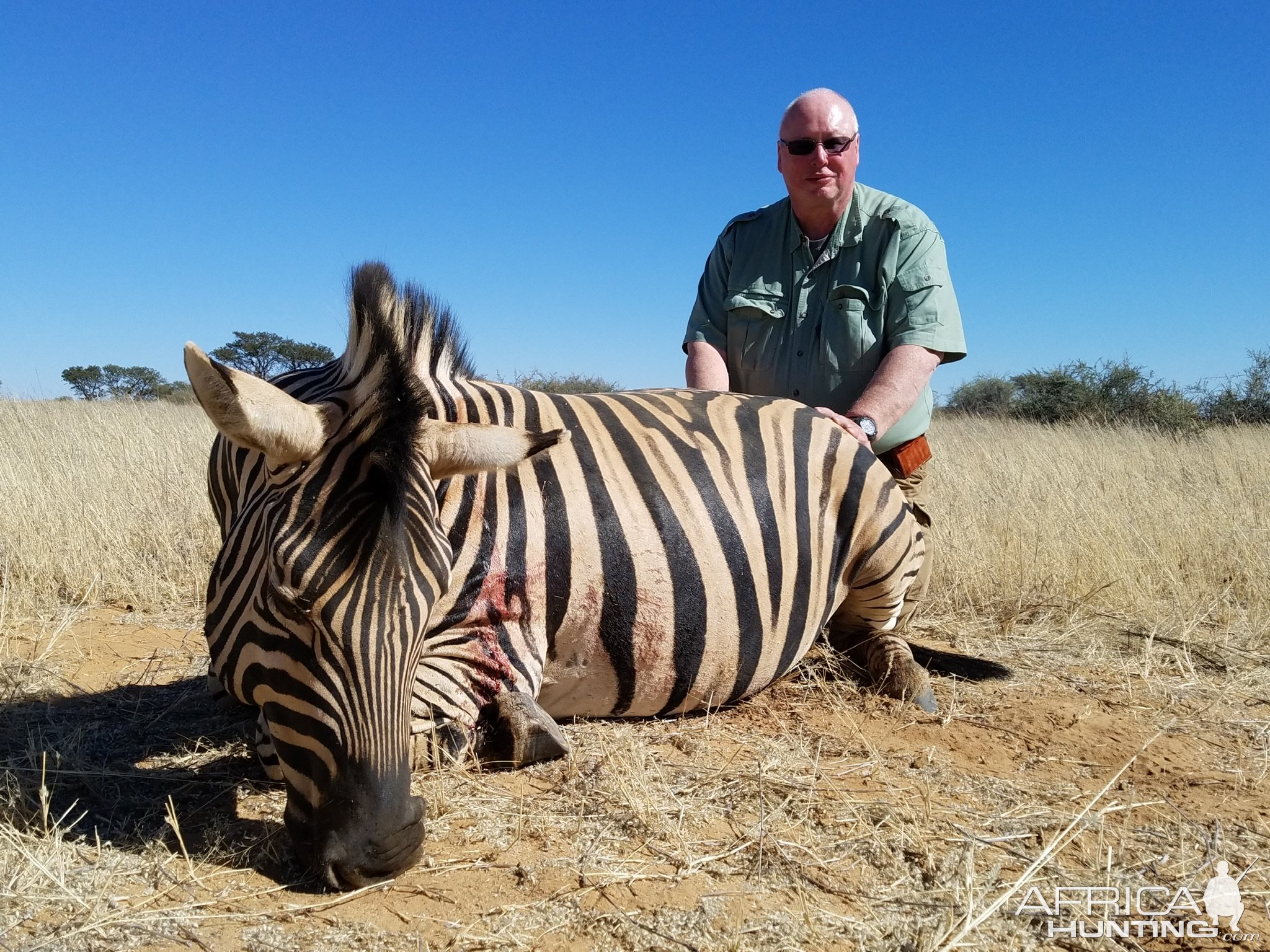 Zebra Hunting