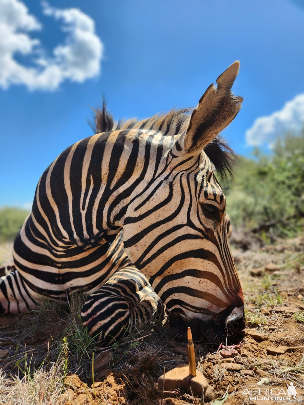 Zebra Hunting