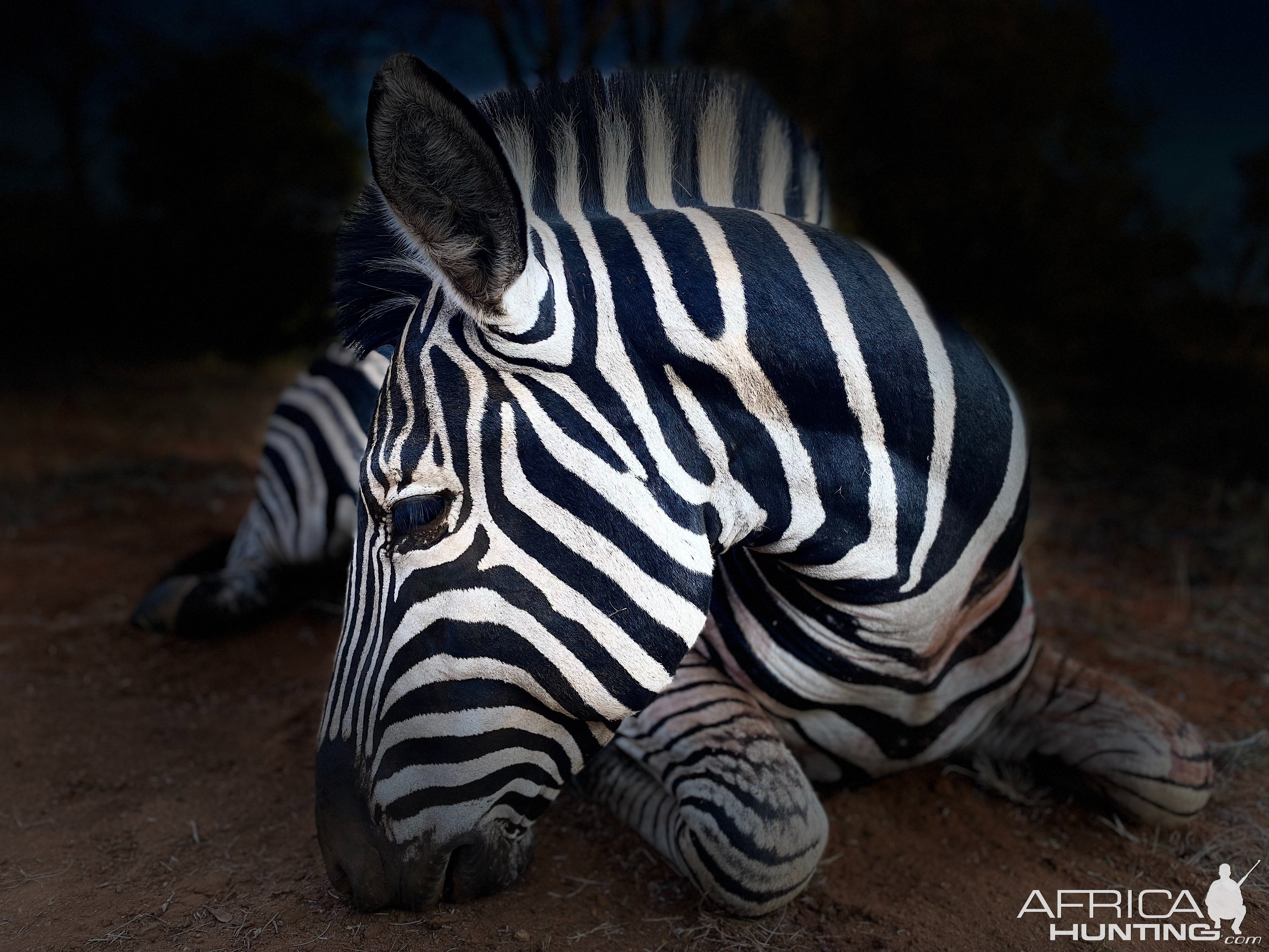 Zebra Hunting