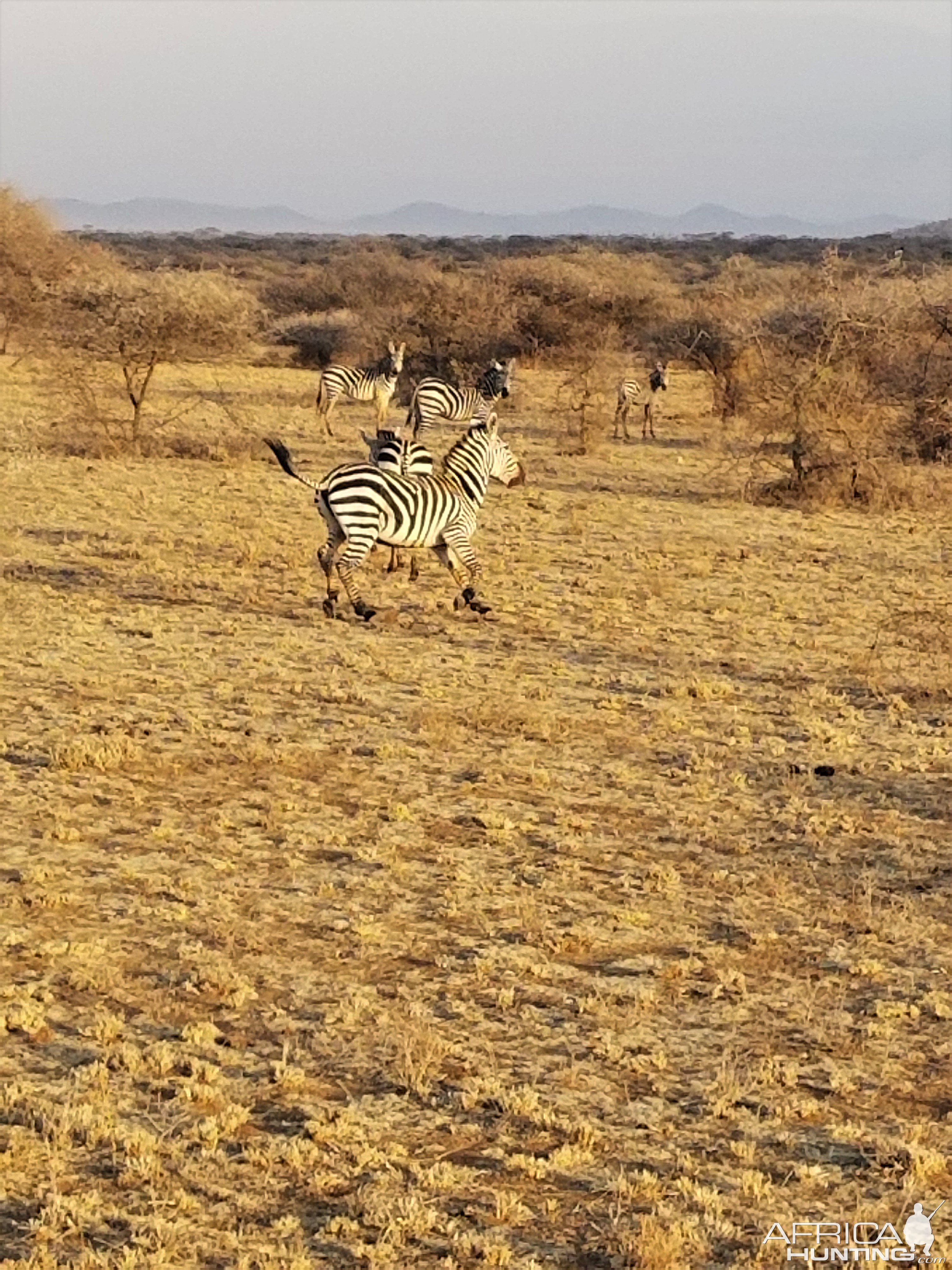 Zebra Massailand