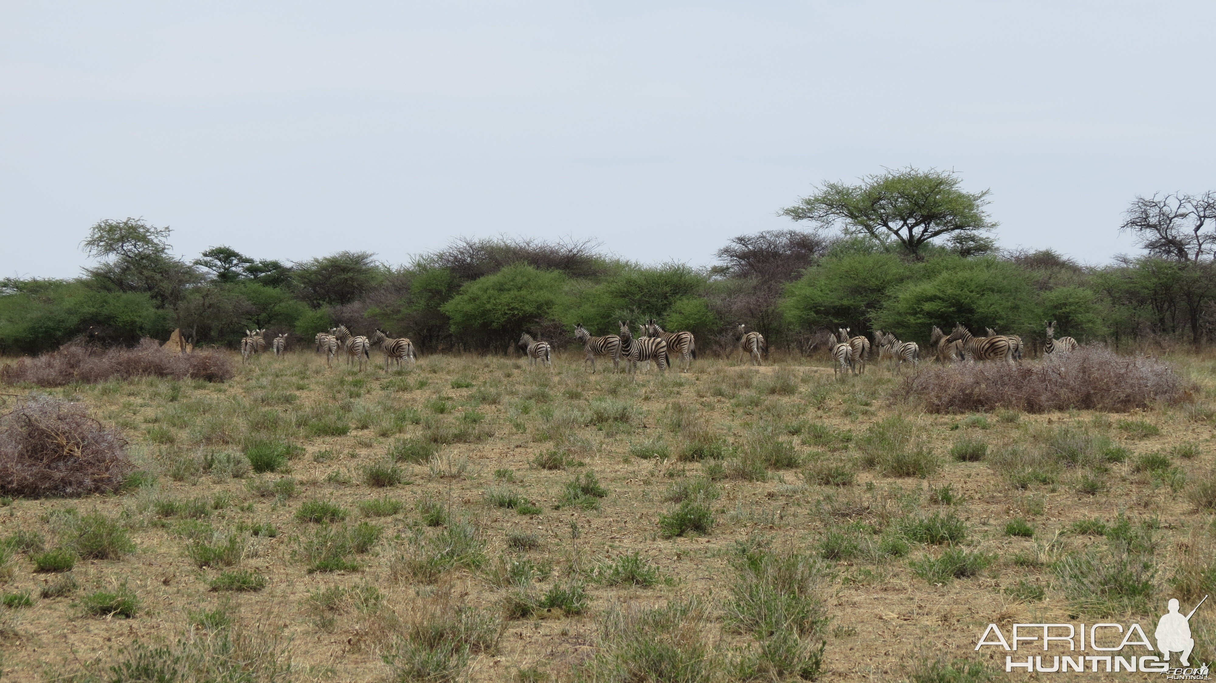 Zebra Namibia