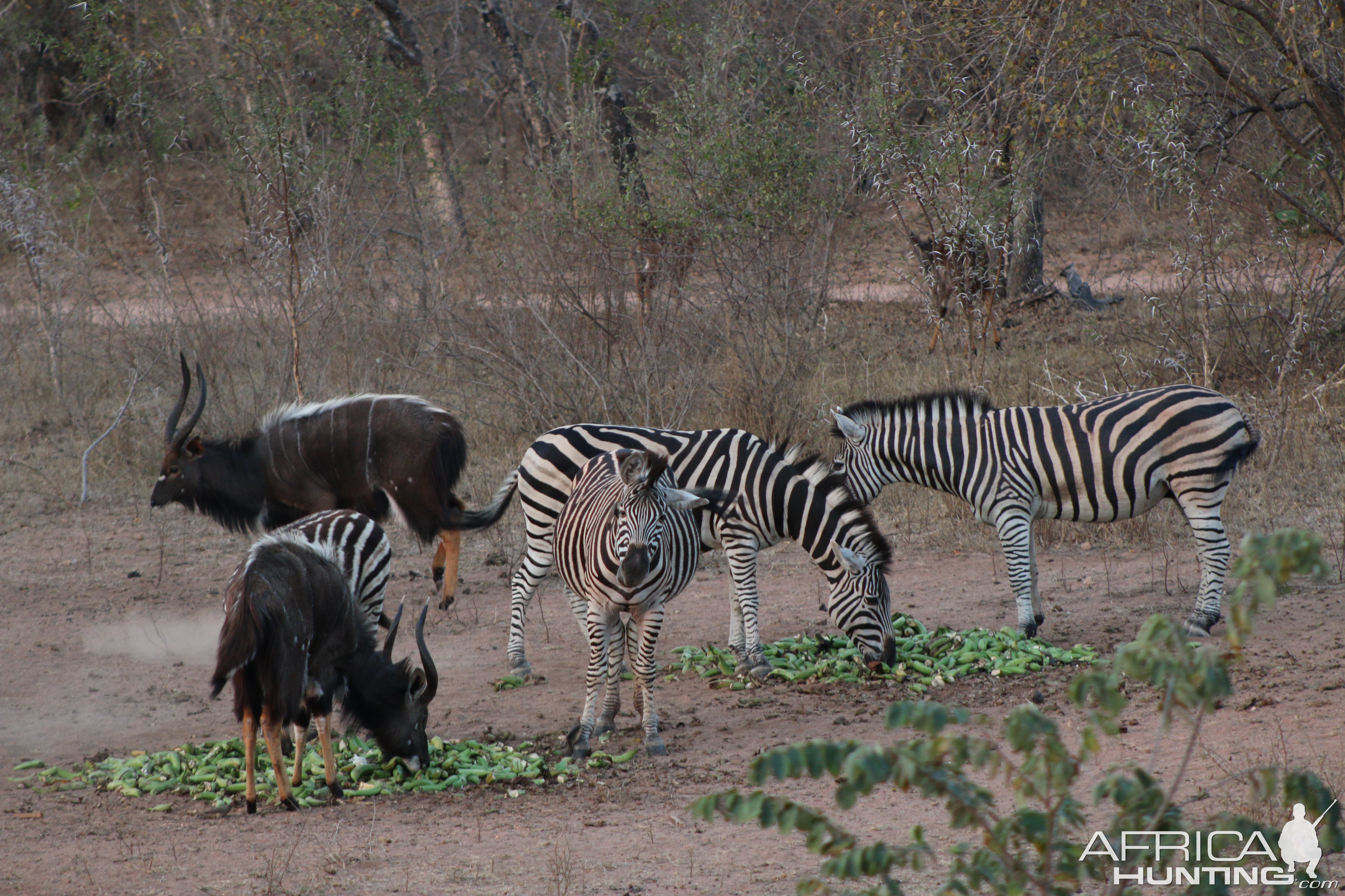 Zebra & Nyala South Africa