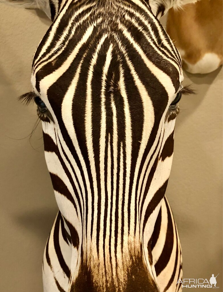 Zebra Pedestal Mount Taxidermy