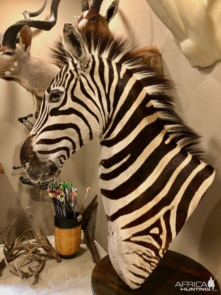 Zebra Pedestal Mount Taxidermy