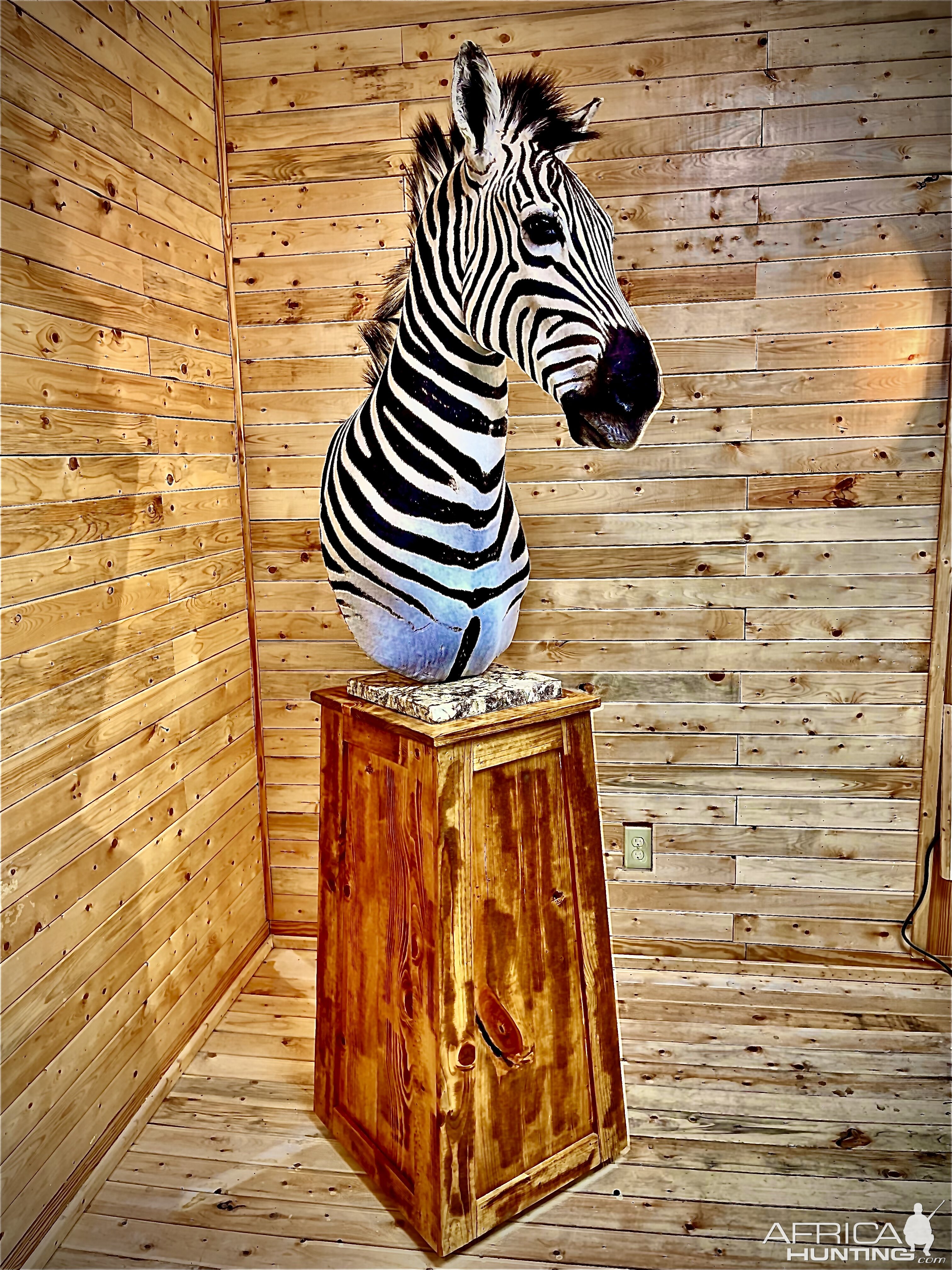 Zebra Pedestal Mount Taxidermy