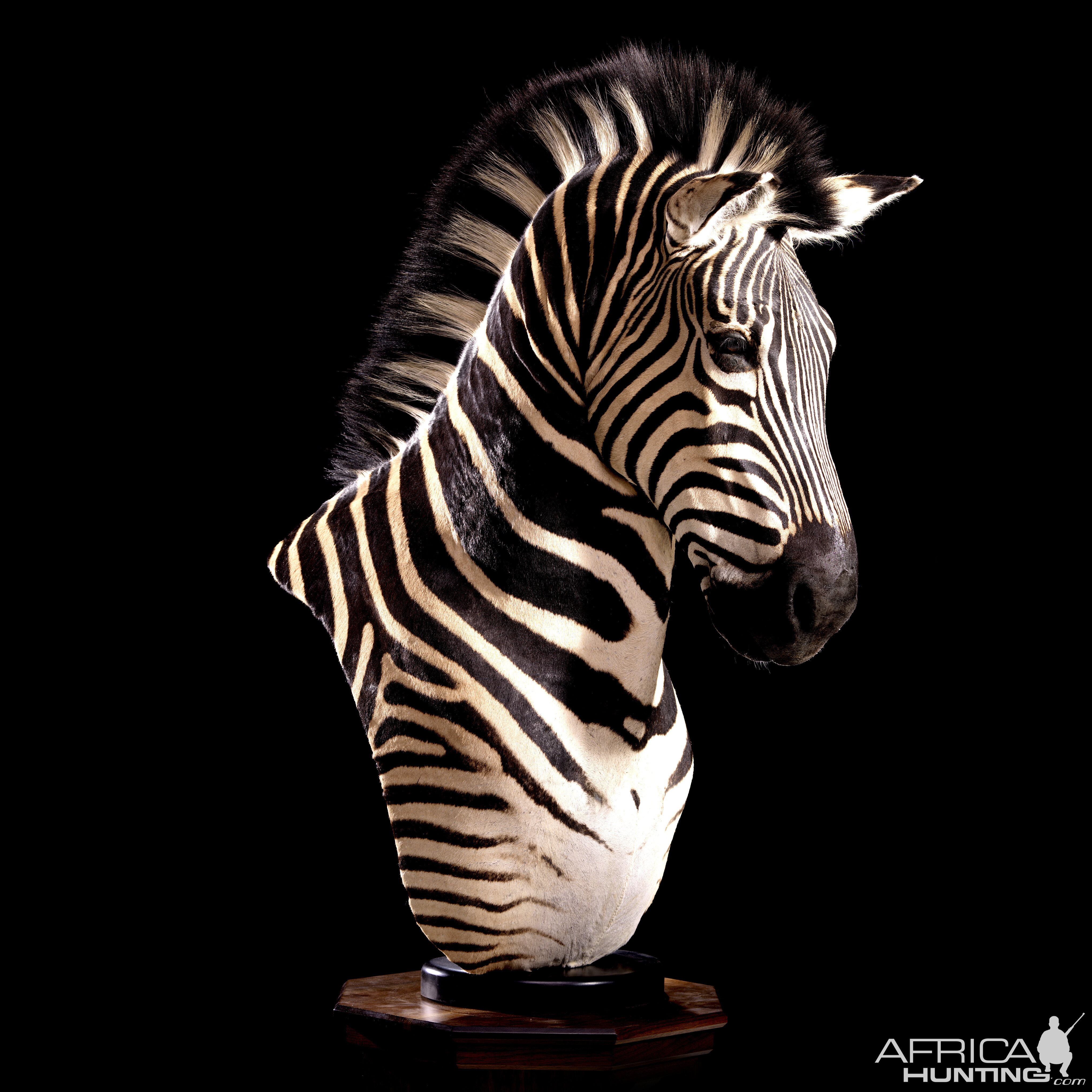 Zebra Pedestal Mount